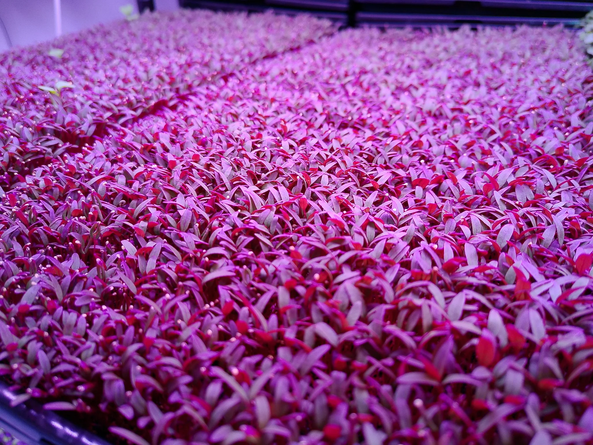 A dense cluster of pink and purple flower buds or sprouts covering a surface, illuminated with pinkish-purple light.