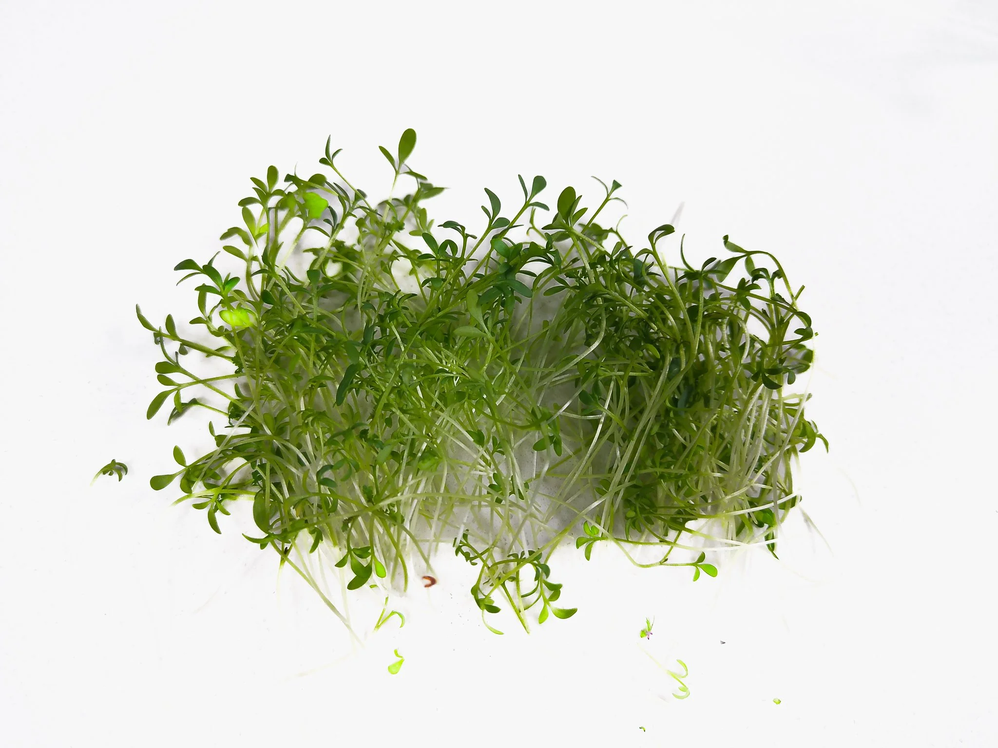 Green microgreens with small, rounded leaves on a white background.