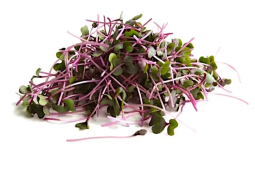 cabbage-microgreens-2025.webp