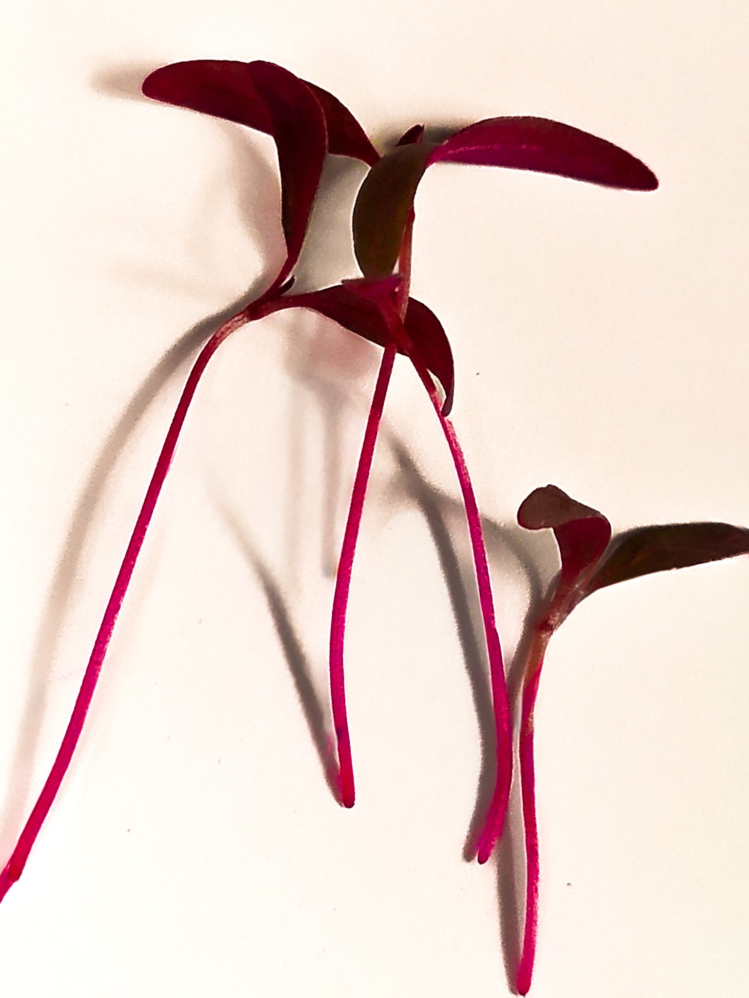 A close-up of a red and green houseplant with long, slender stems and small leaves against a white background.