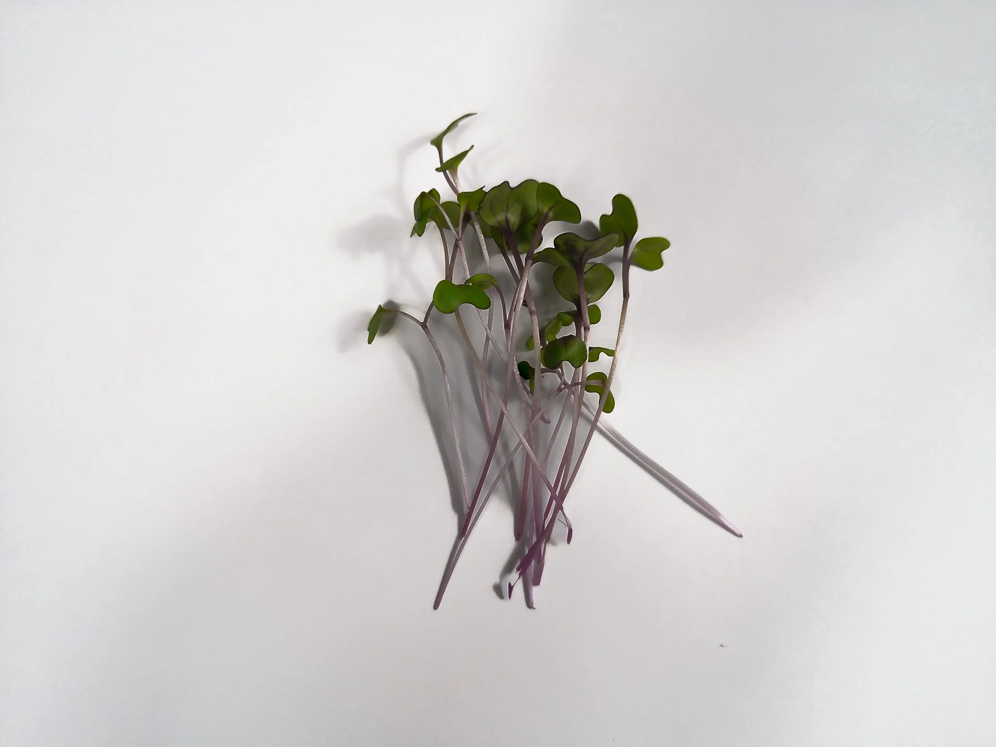 A small bunch of microgreens with green leaves and purple stems on a white background.