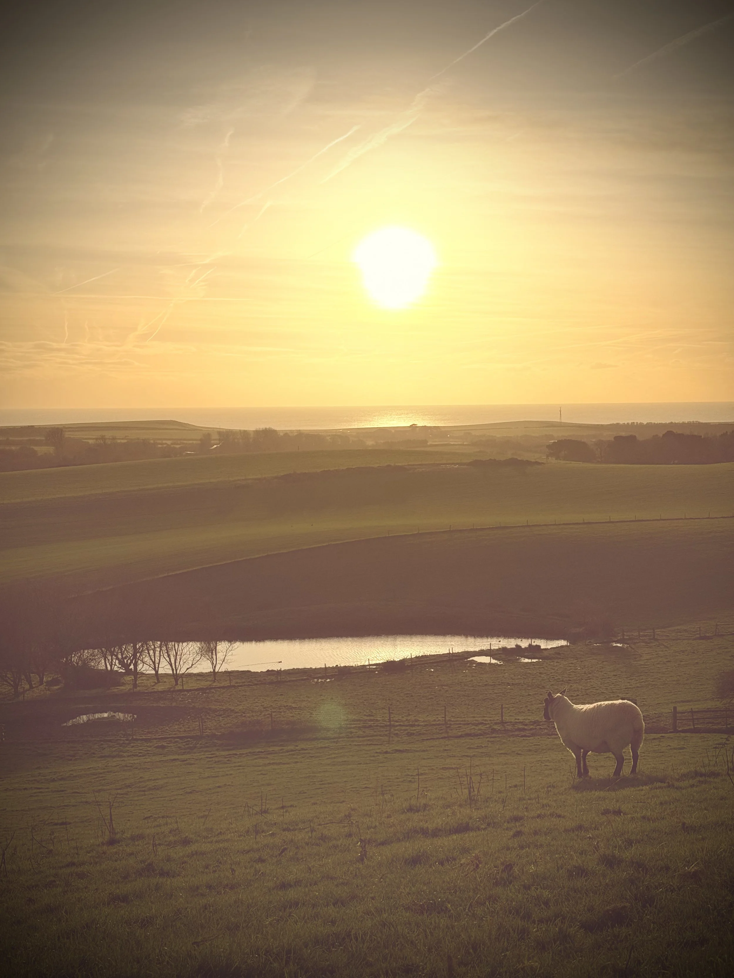 A scenic rural landscape during sunset with a cow standing on a grassy hill, a pond, fenced fields, and the sun setting over the horizon.