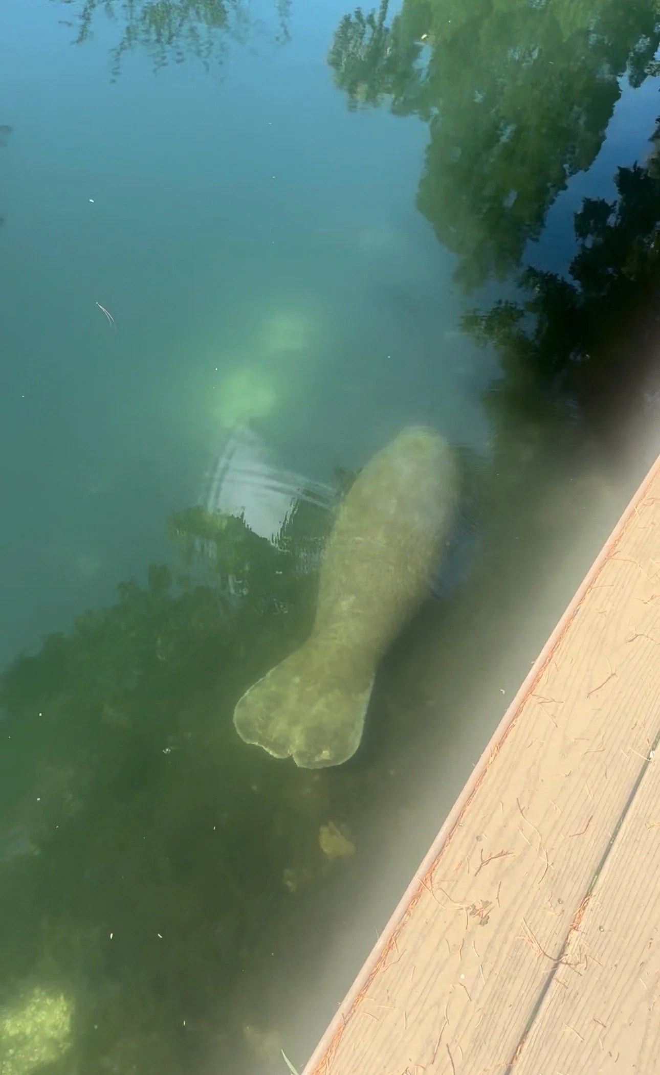 My Favorite Morning at Manatee Bob’s Retreat 