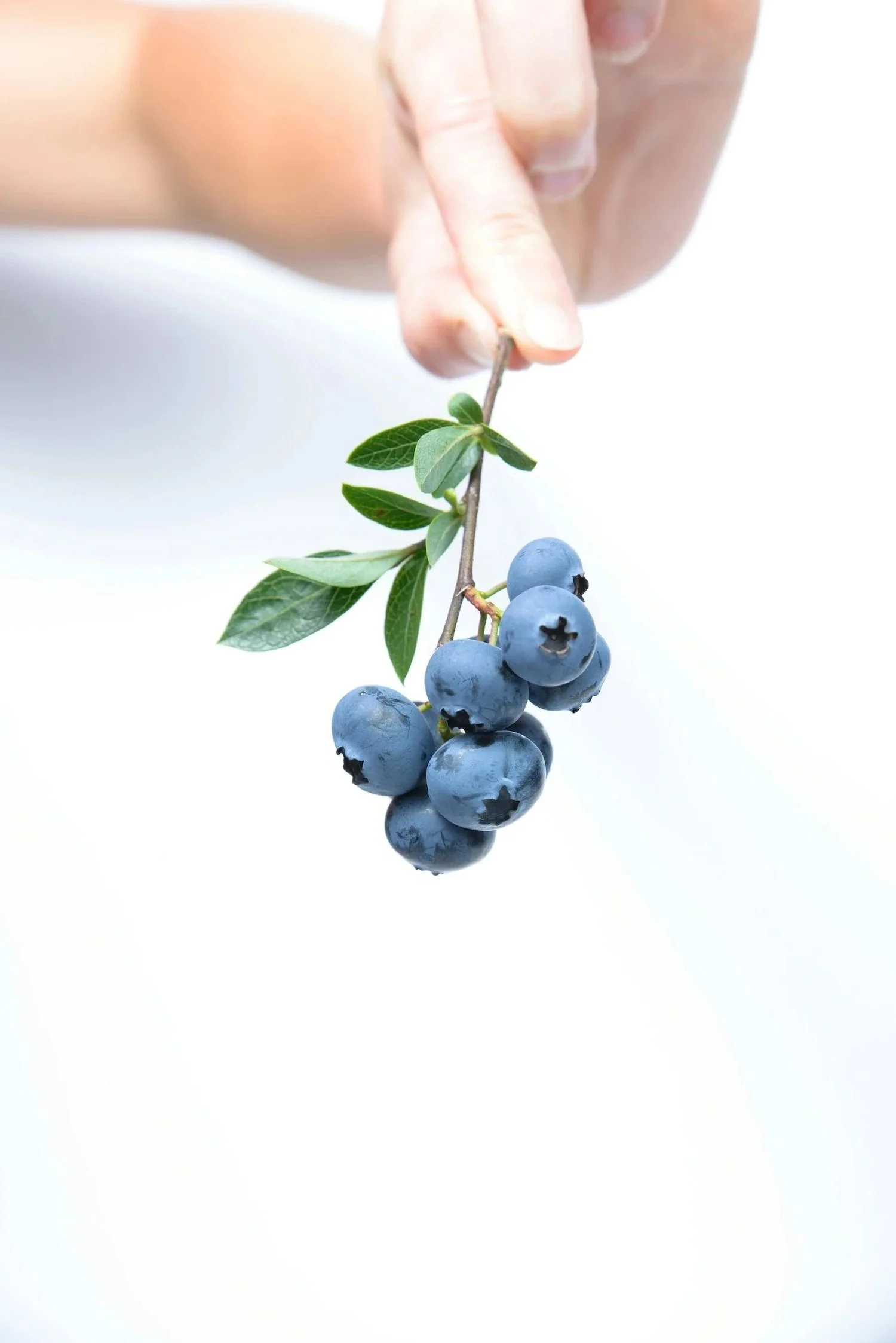 Blueberries on a branch representing whole food nutrition and personalised clinical nutrition care at Paradigm Nutrition Bendigo Victoria