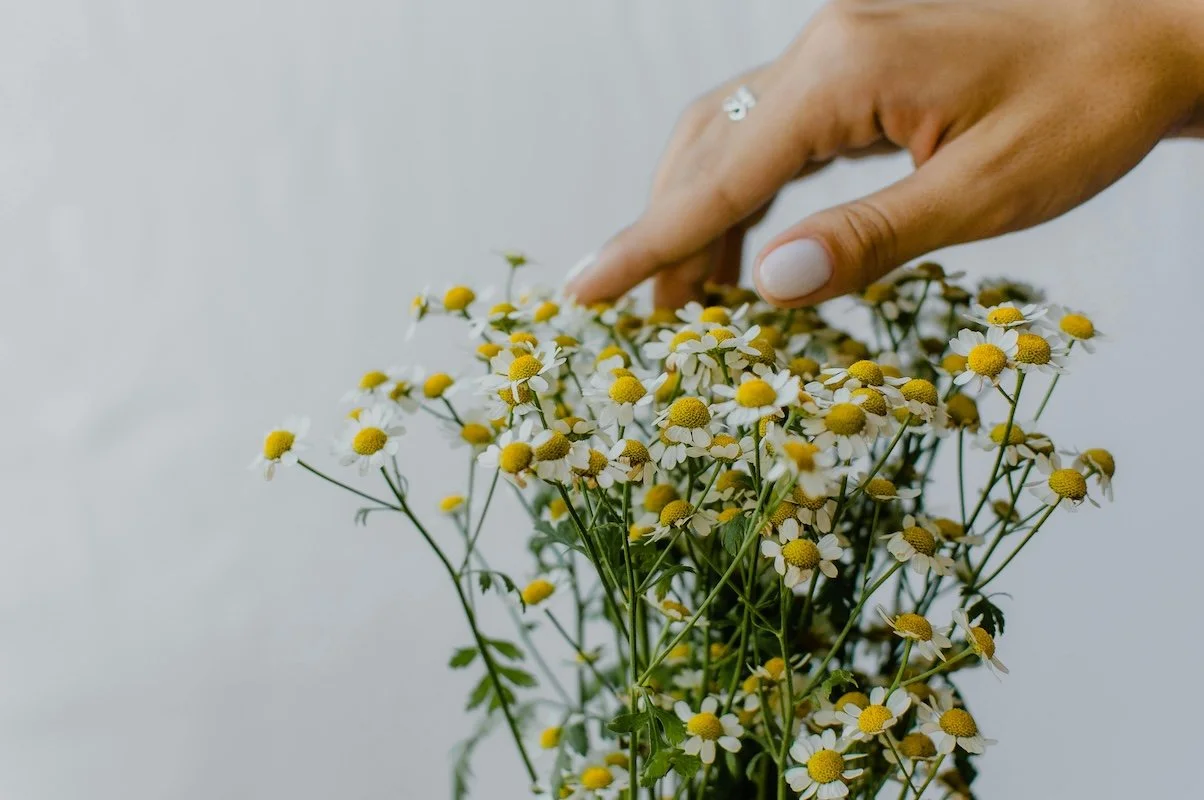 Hand touching chamomile flowers representing gentle personalised hormone health care and clinical nutrition support at Paradigm Nutrition Bendigo Victoria