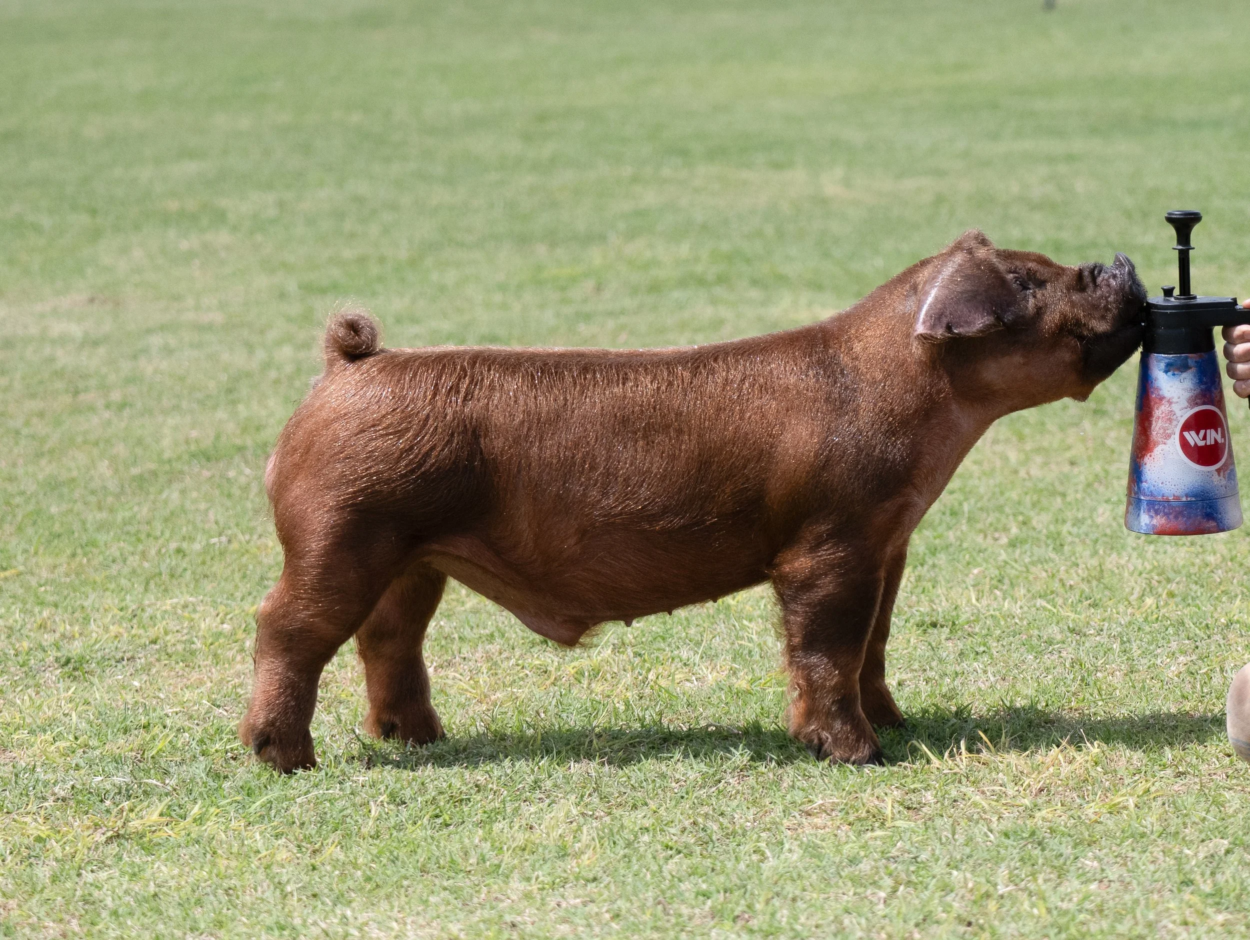 A brown pig on a grassy field holding a spray can in its mouth, with a person's hand holding the spray can.