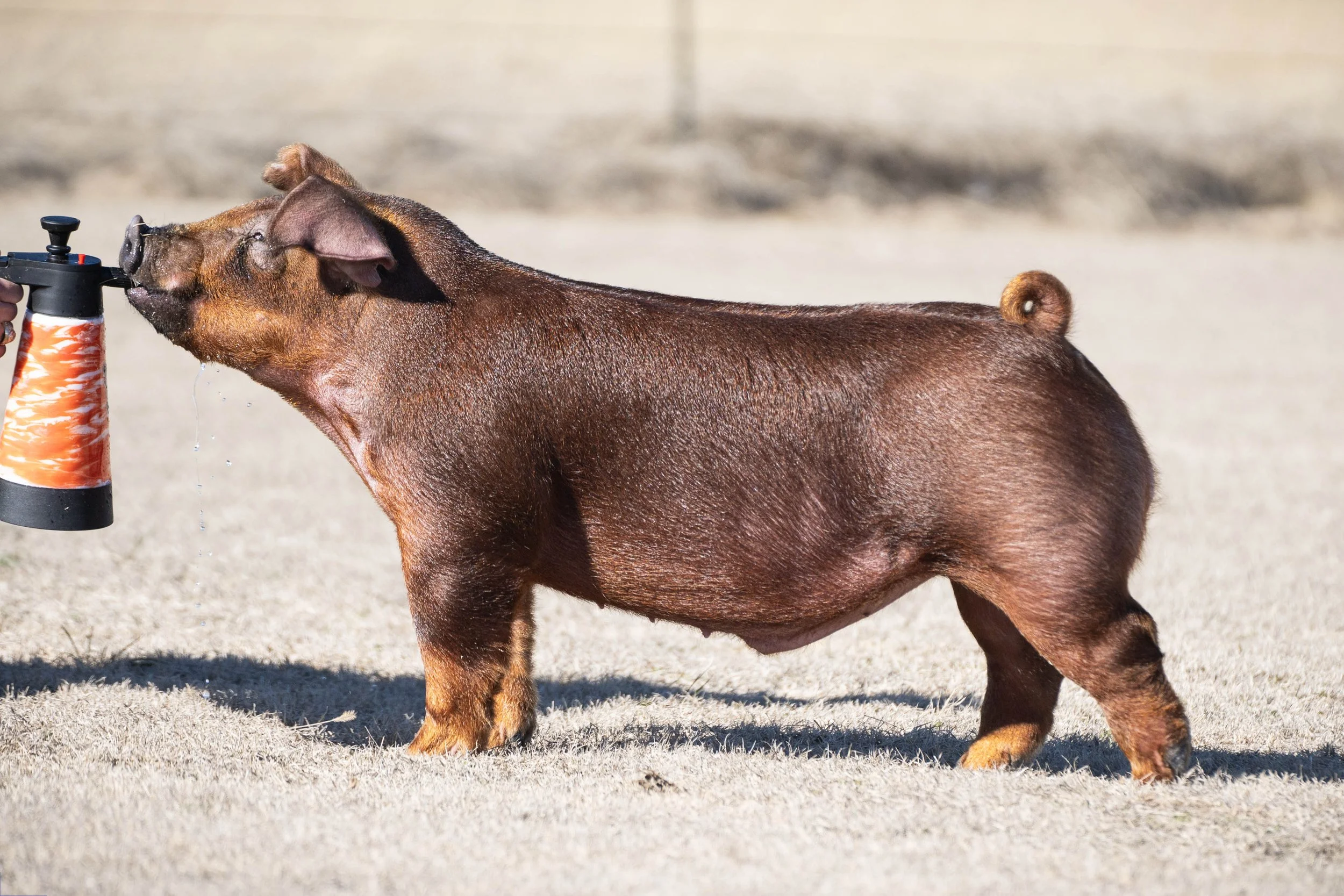 A brown pig standing on a sandy surface, being sprayed with water from a hose.