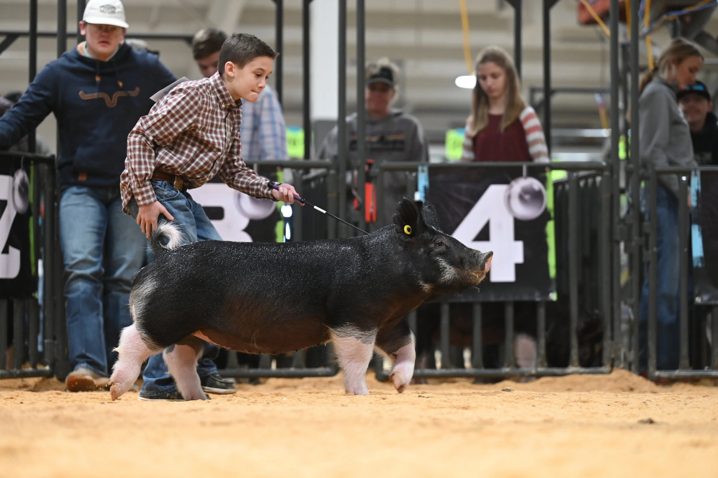 A boy in a checkered shirt leading a black pig with white markings in a livestock show arena. Several people stand behind a metal barrier in the background, observing the event.