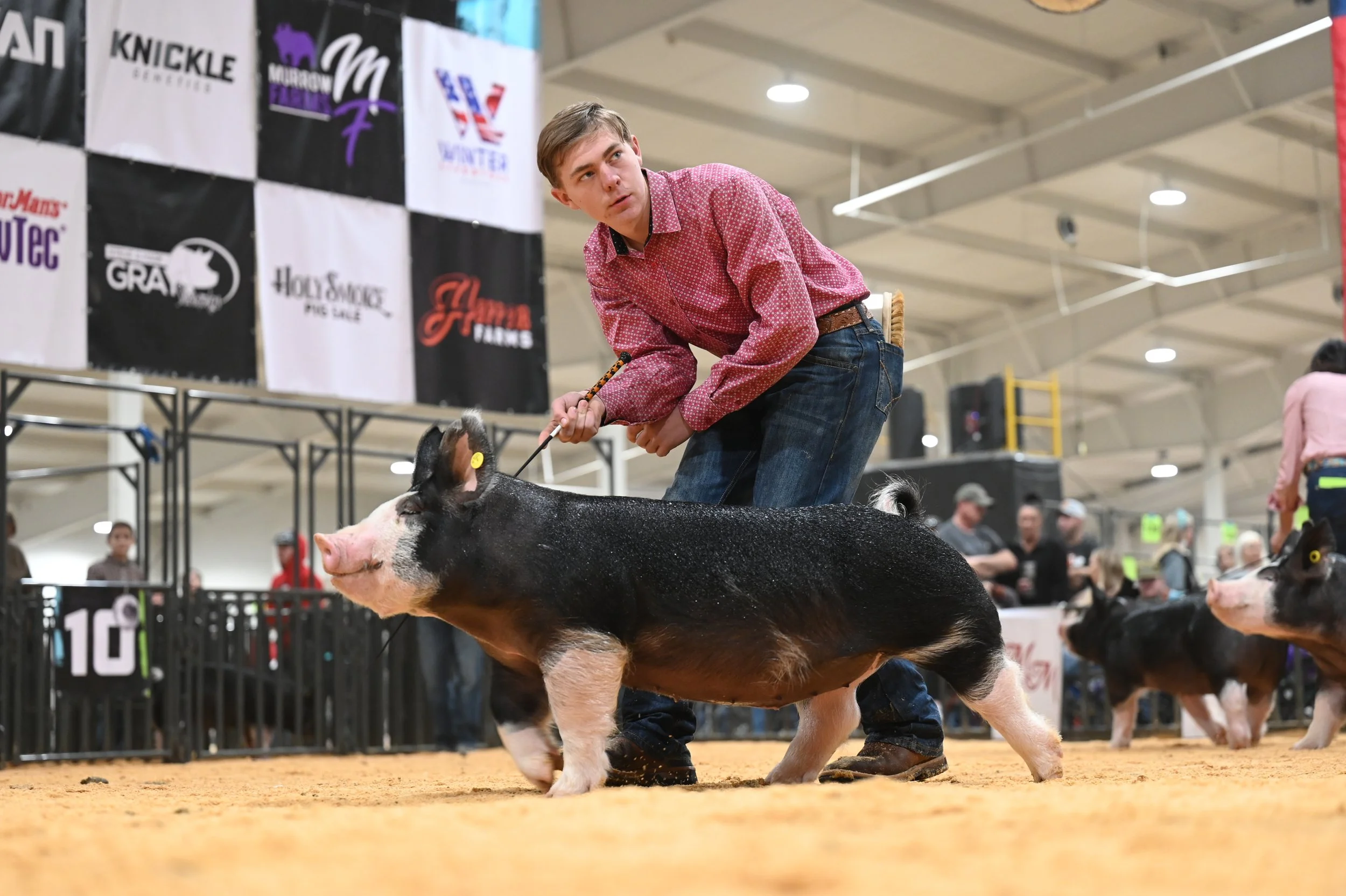 A young man in a red checkered shirt and jeans shows a large black and white pig at a livestock show with other pigs and people in the background.