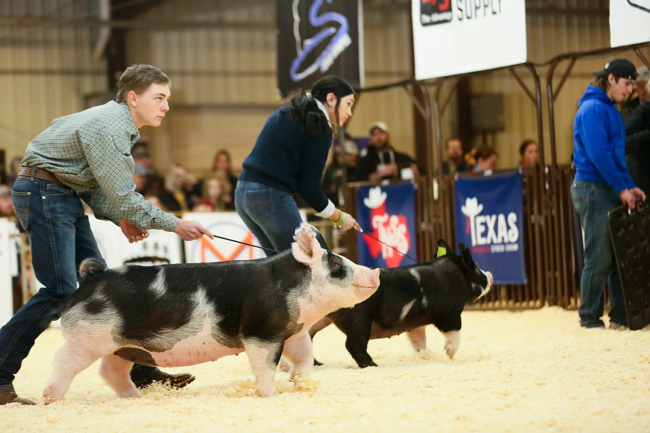 Two young people guiding black and white pigs with leashes at a livestock show inside an arena with wood walls and audience in the background.