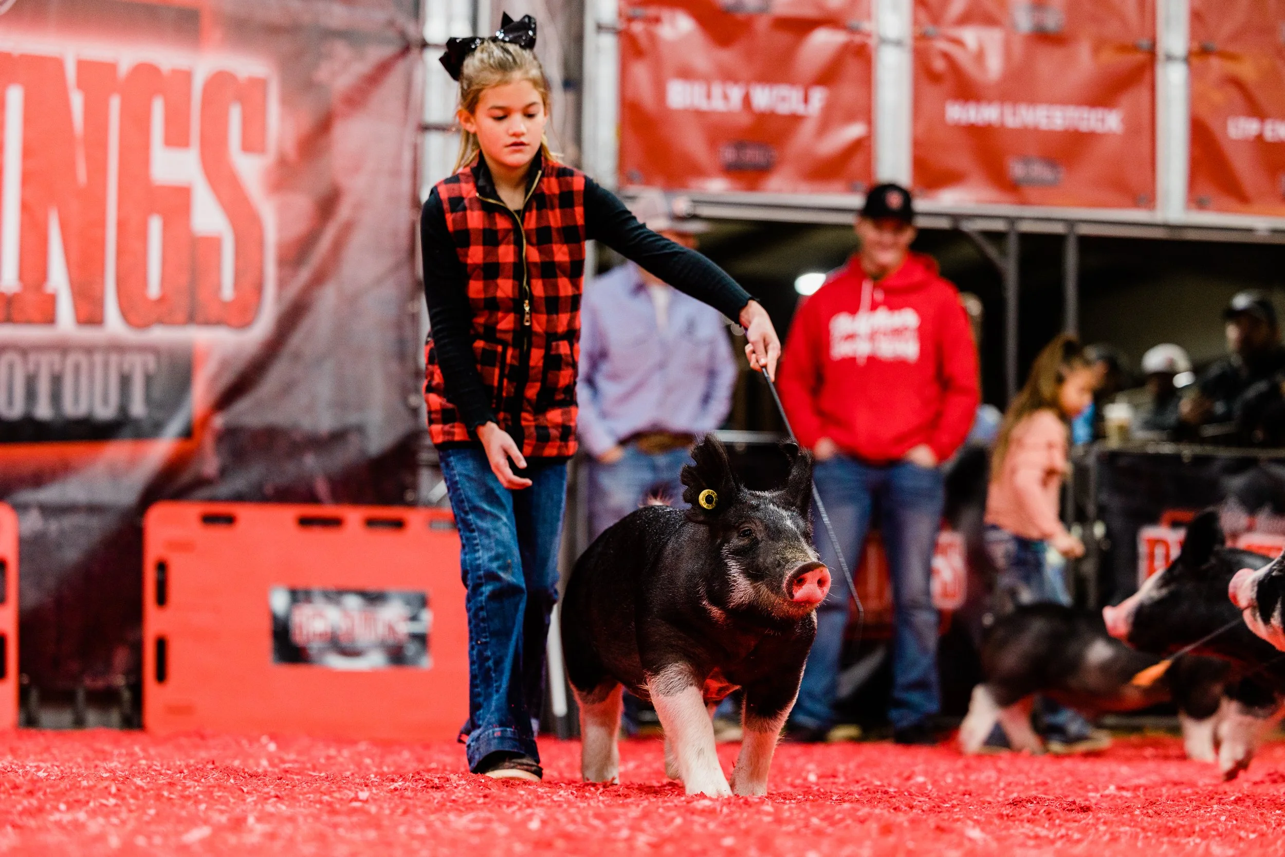 A young girl in a red and black plaid vest and blue jeans is showing a pig at a livestock exhibition. The pig is dressed with a yellow ear tag and has a pink snout, standing on a red covered floor. In the background, several people are observing, and there are large banners and signs related to the event.