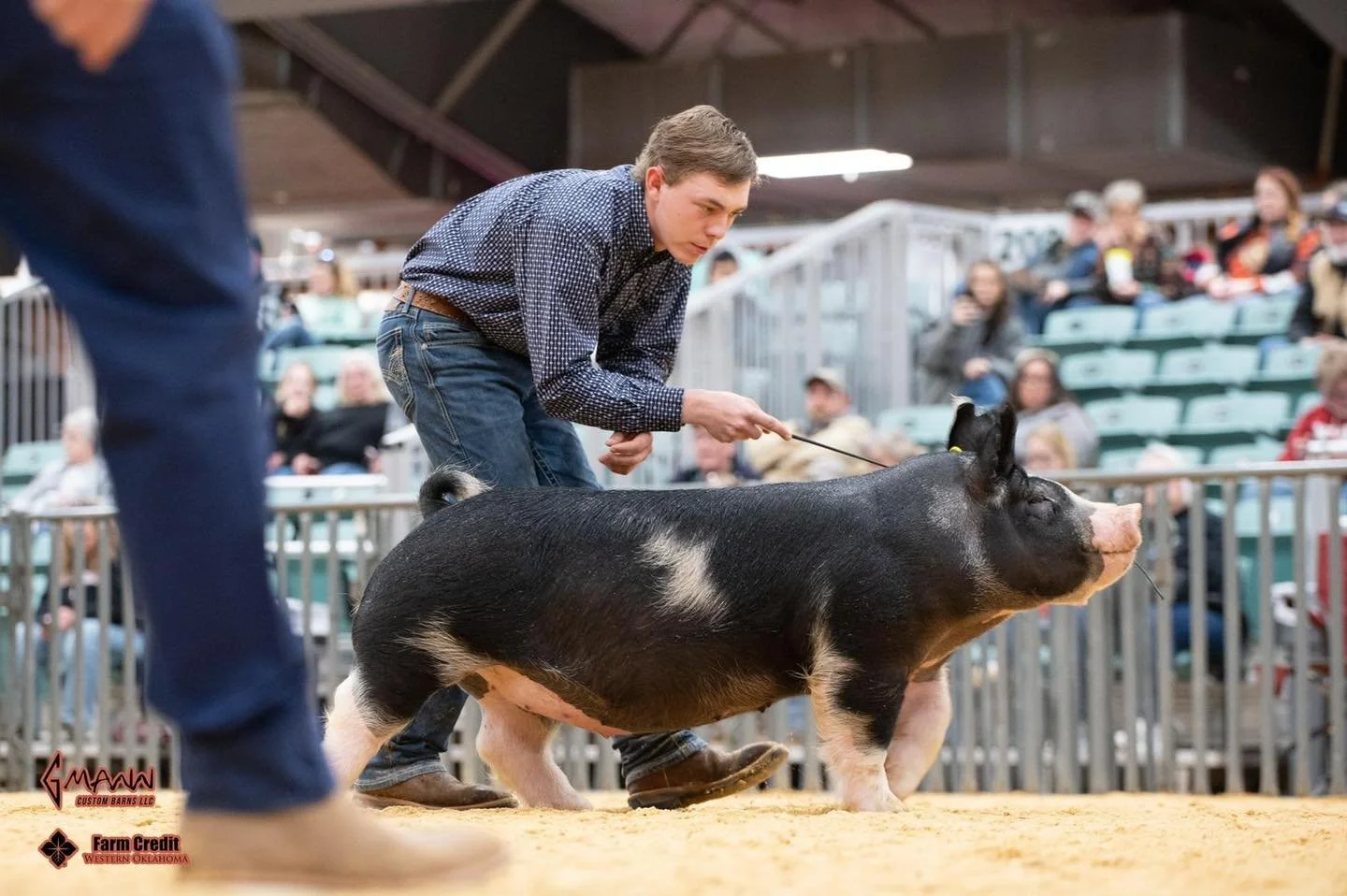 Young man showing a pig at a livestock exhibition, with spectators in the background.