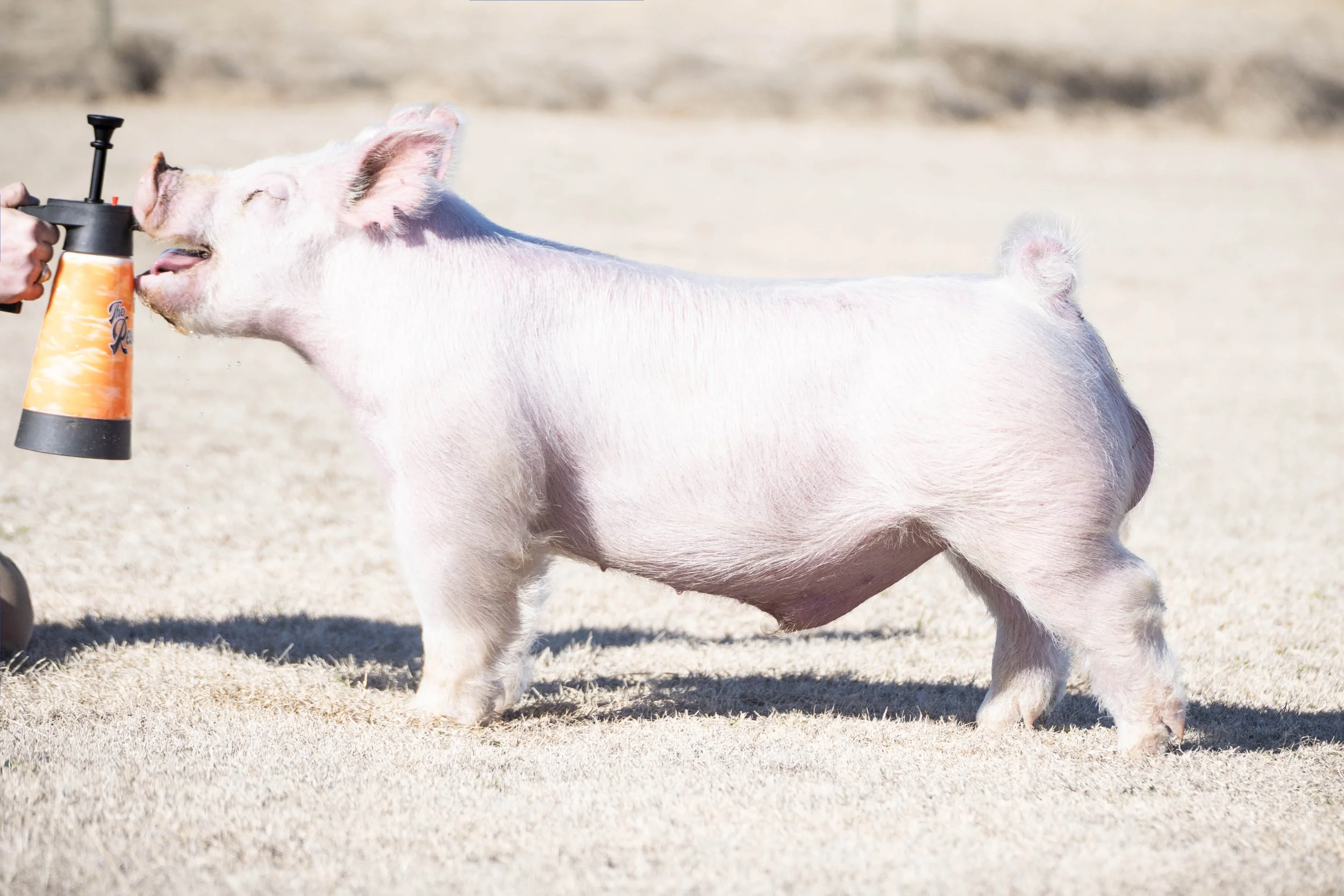 A pig standing on dry grass being sprayed with a brown and black spray bottle.