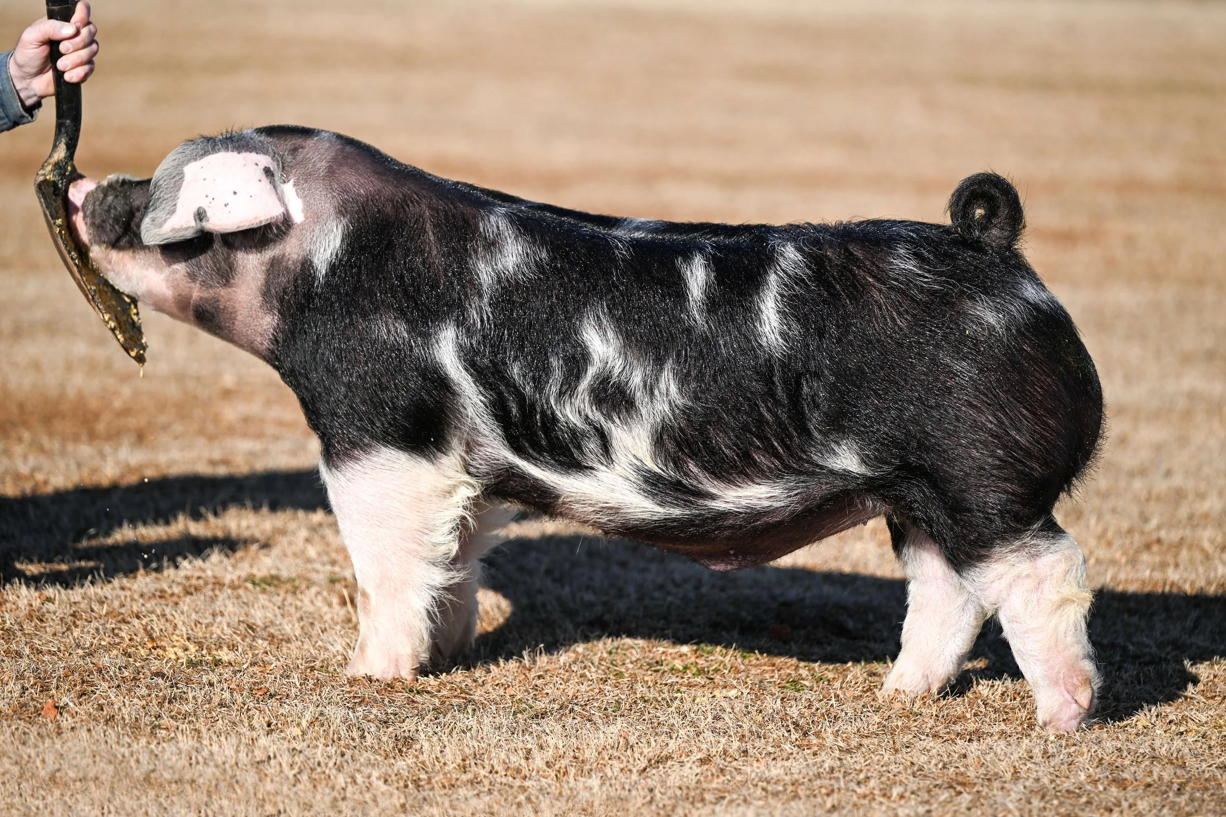 A black and white pig standing on dry grass in a field, being handled with a tool by a person whose hand is partially visible.