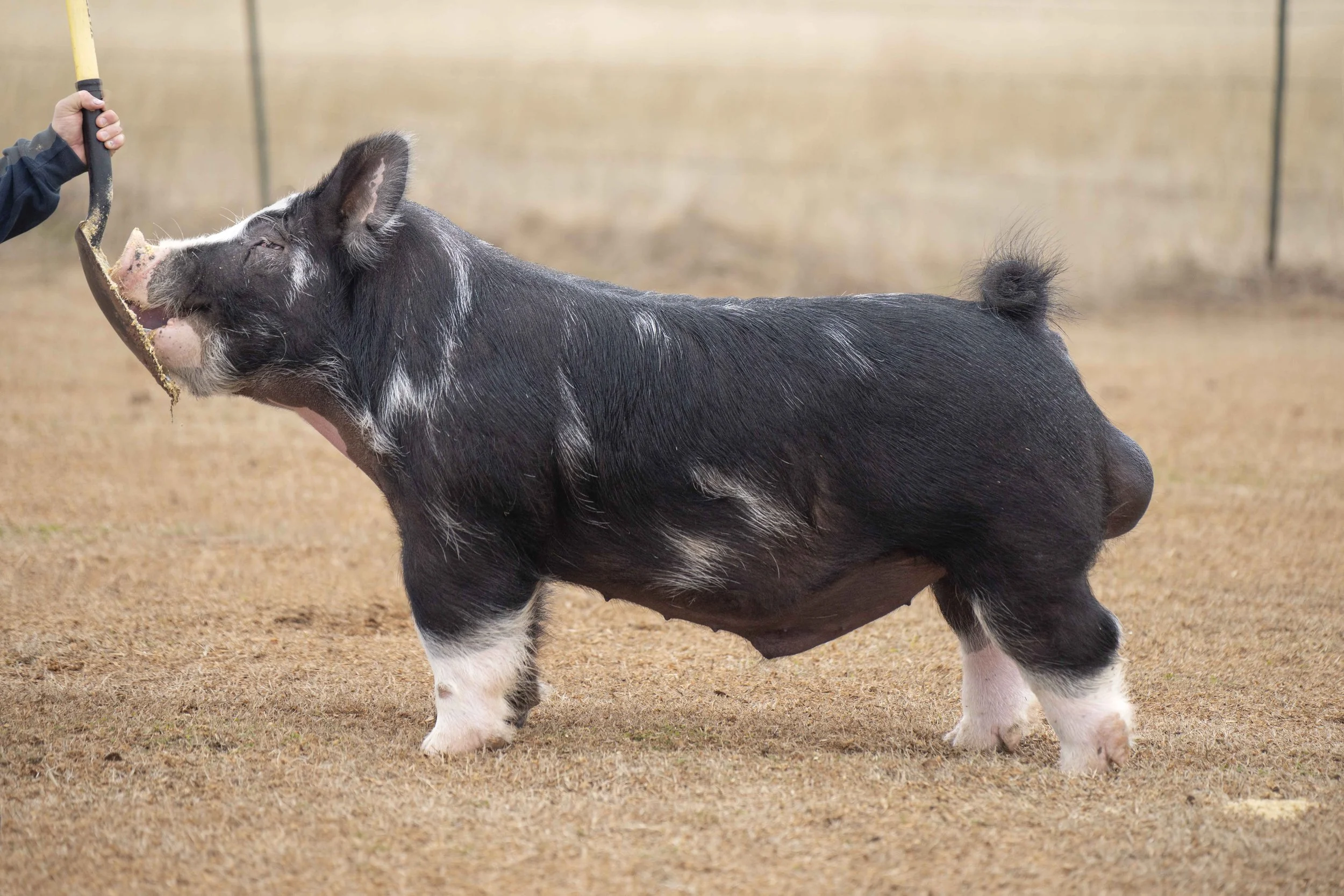 A pig with black and white fur standing on a dirt ground, being fed with a shovel by a person.
