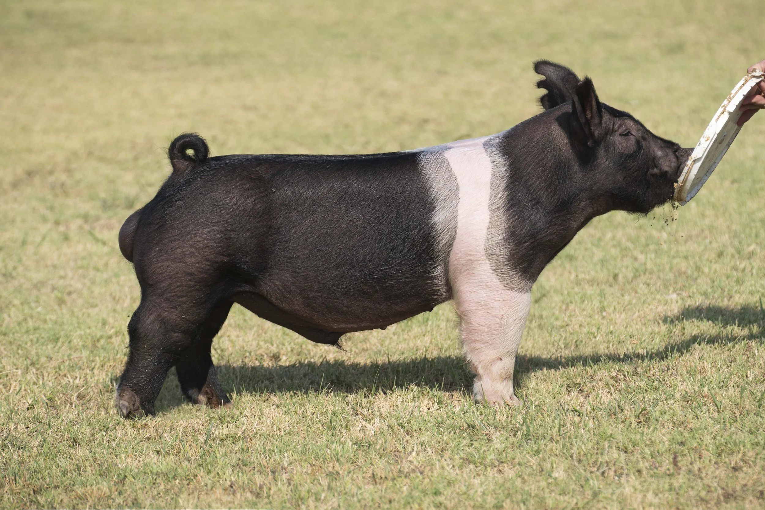 A pig with a black and pink coat eating from a metal trough in a grassy field.