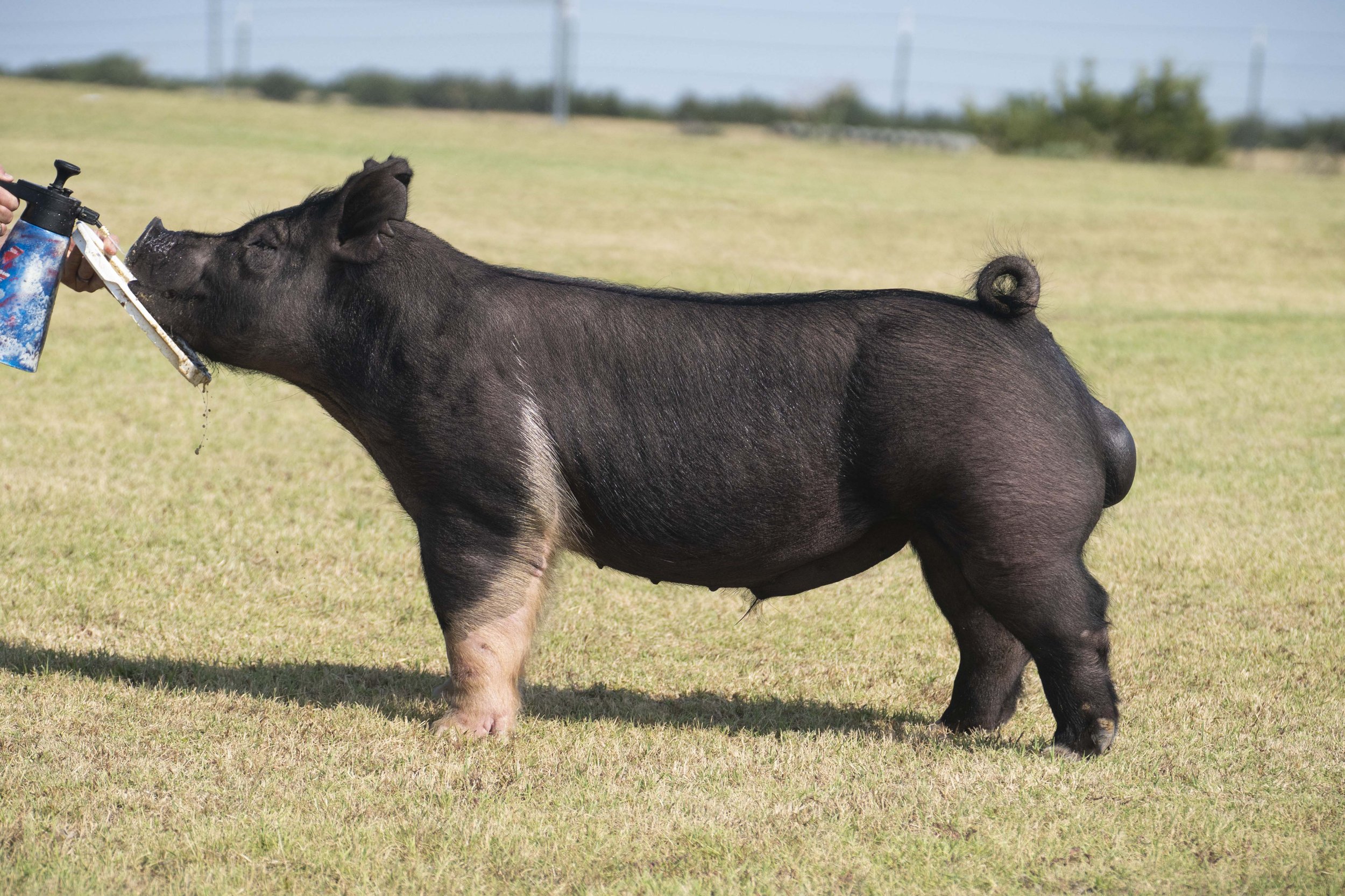 Young pig with black and pink skin standing on a grassy field, being fed with a water spray bottle.
