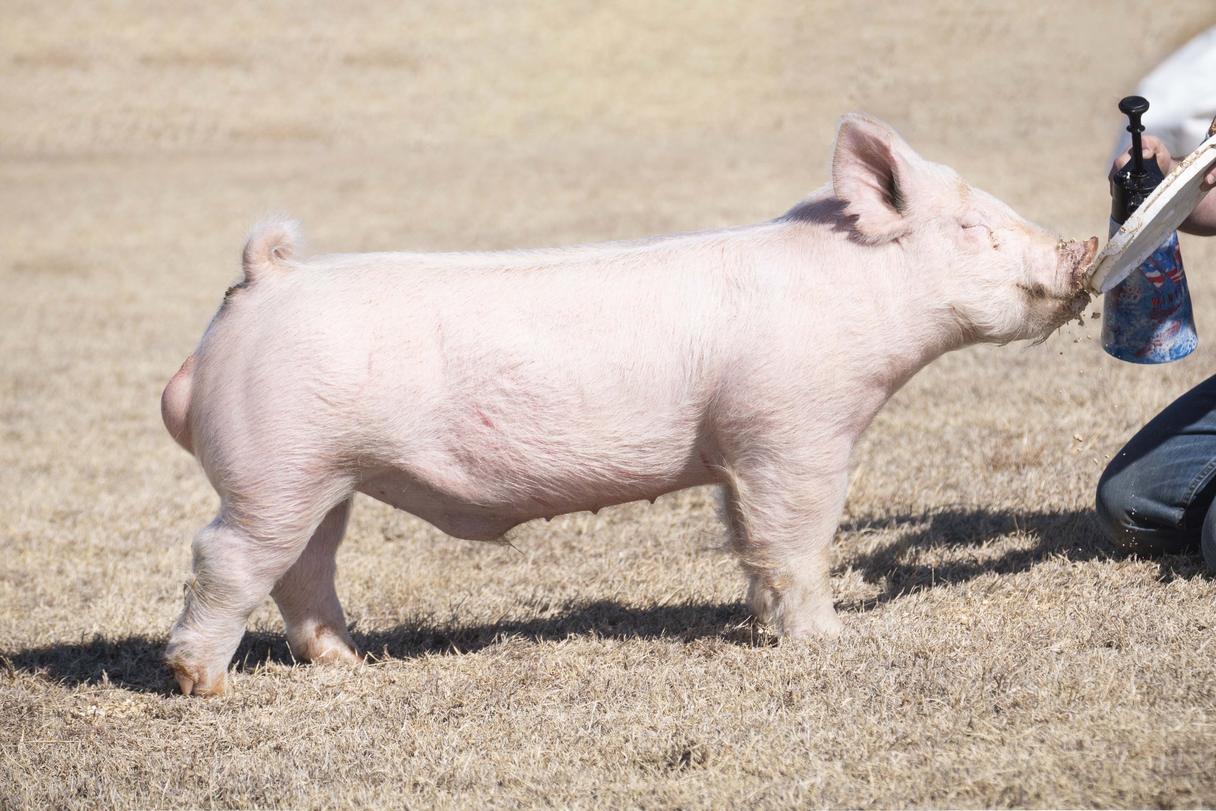 A pink pig standing on a dry grassy field, drinking from a bottle held by a person kneeling beside it.
