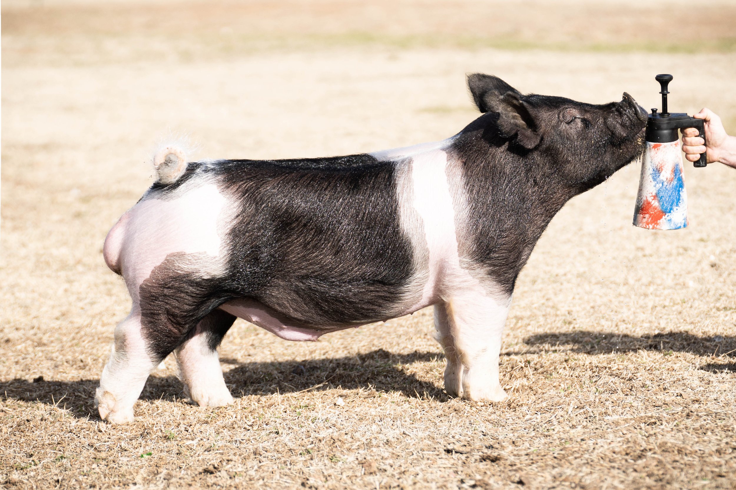 A pig with black and white patches being sprayed with water from a sprayer.