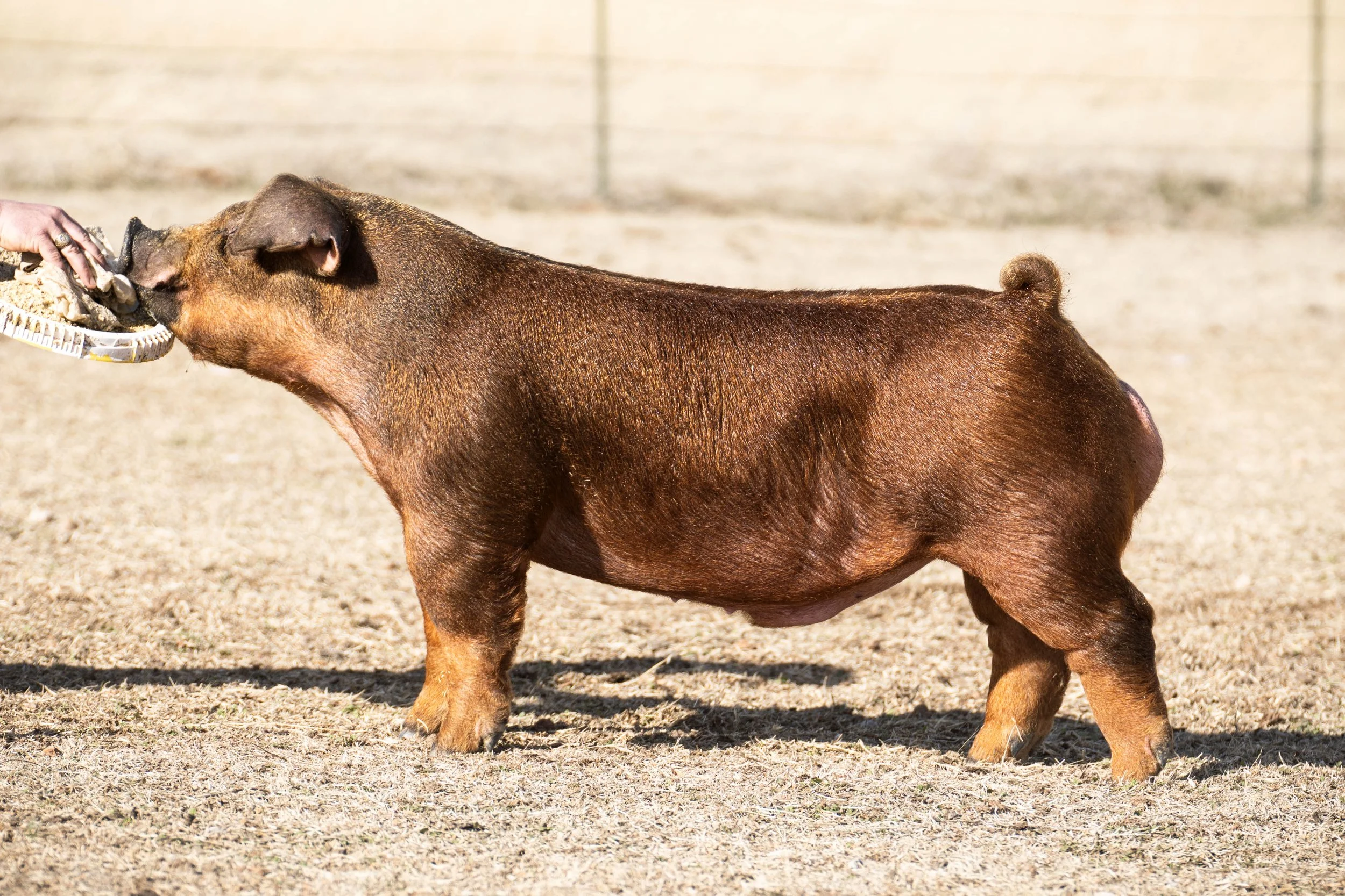 A brown pig with a small curly tail being fed a treat from a person using tongs on a sandy surface.