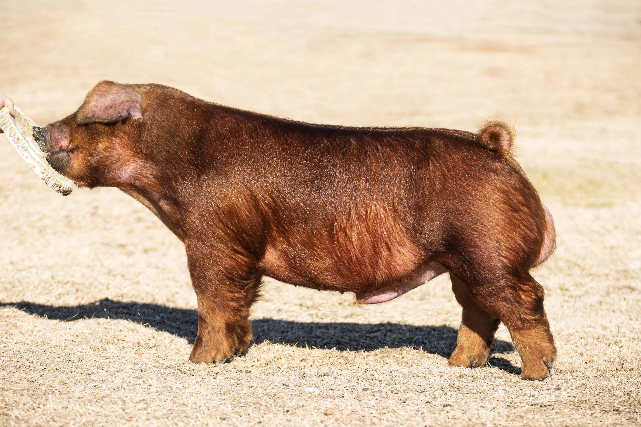 A brown pig holding a fish in its mouth.
