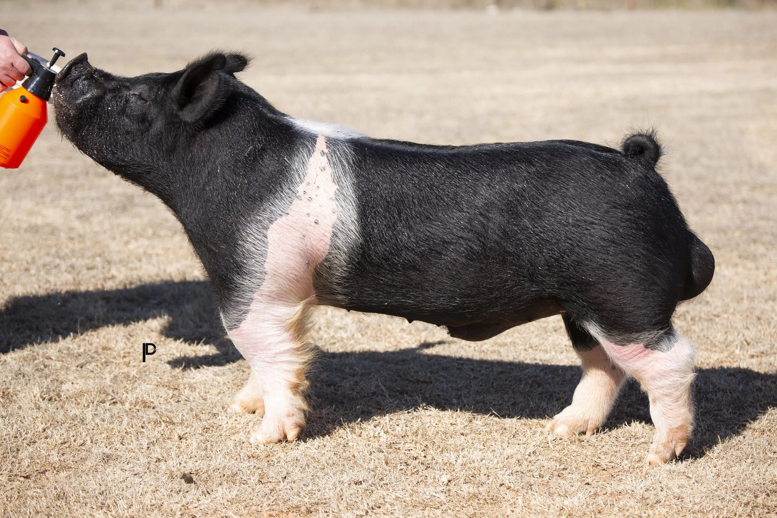 A pig standing on dry grass being sprayed with a liquid from an orange sprayer held by a person.