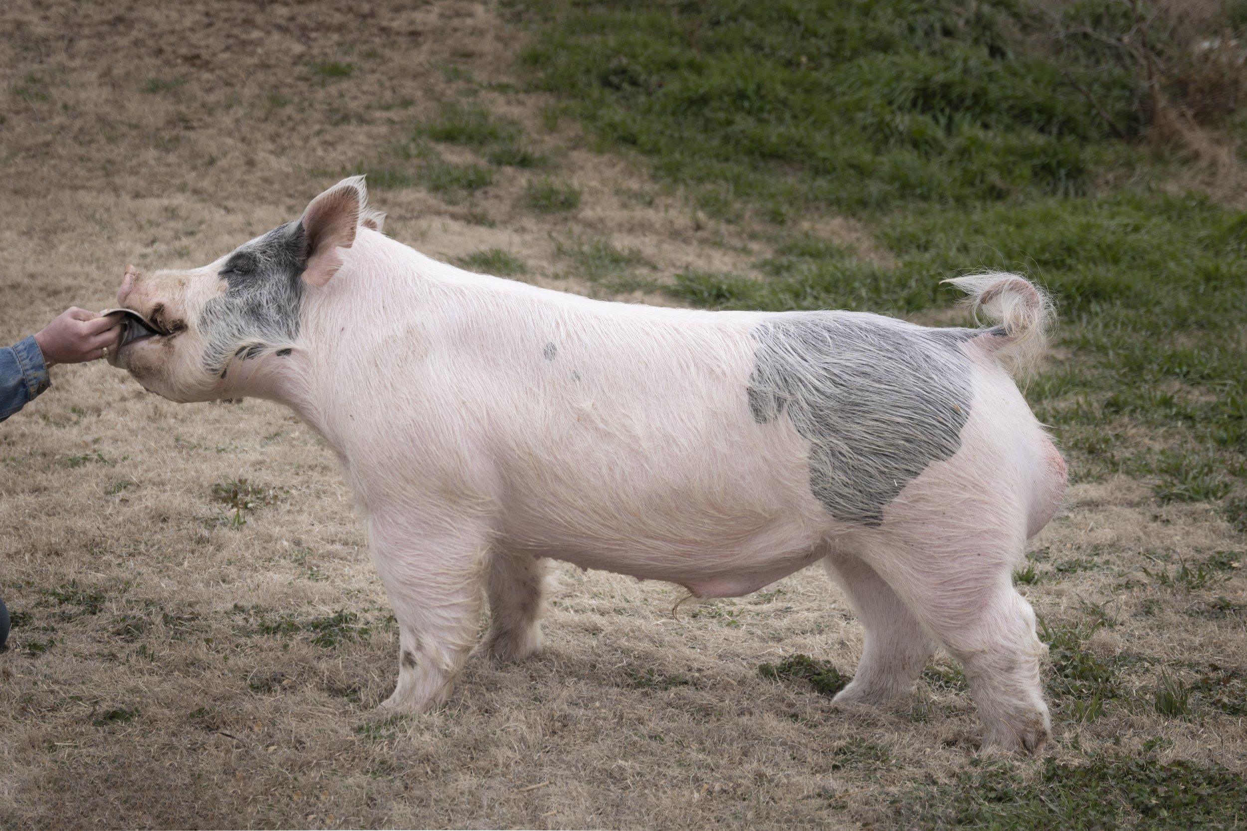 A large pig with black spots on its white skin, standing on grass and dirt, reaching out to a person's hand.