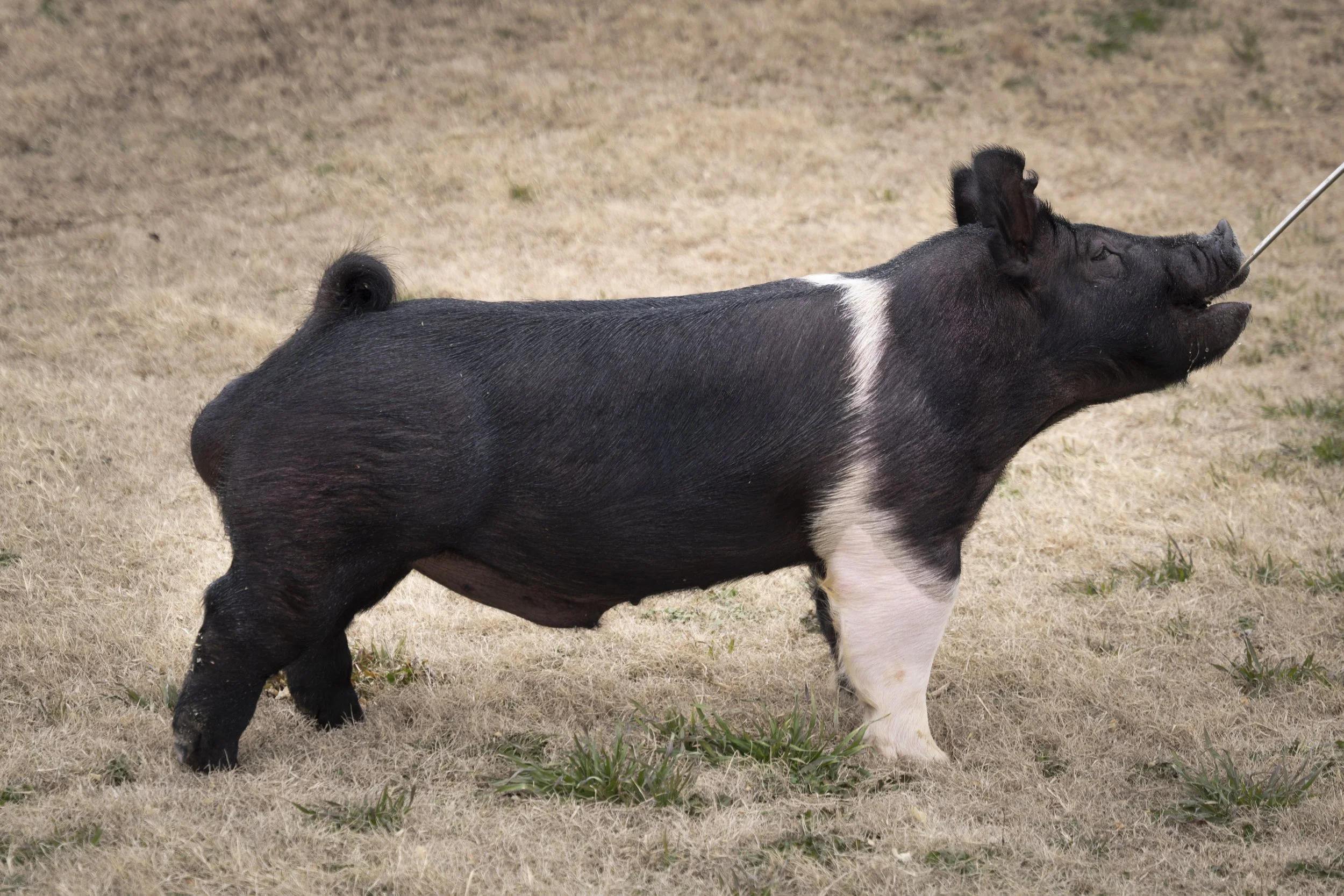 A pig with black and white fur on dry grass, nose being touched with a stick.