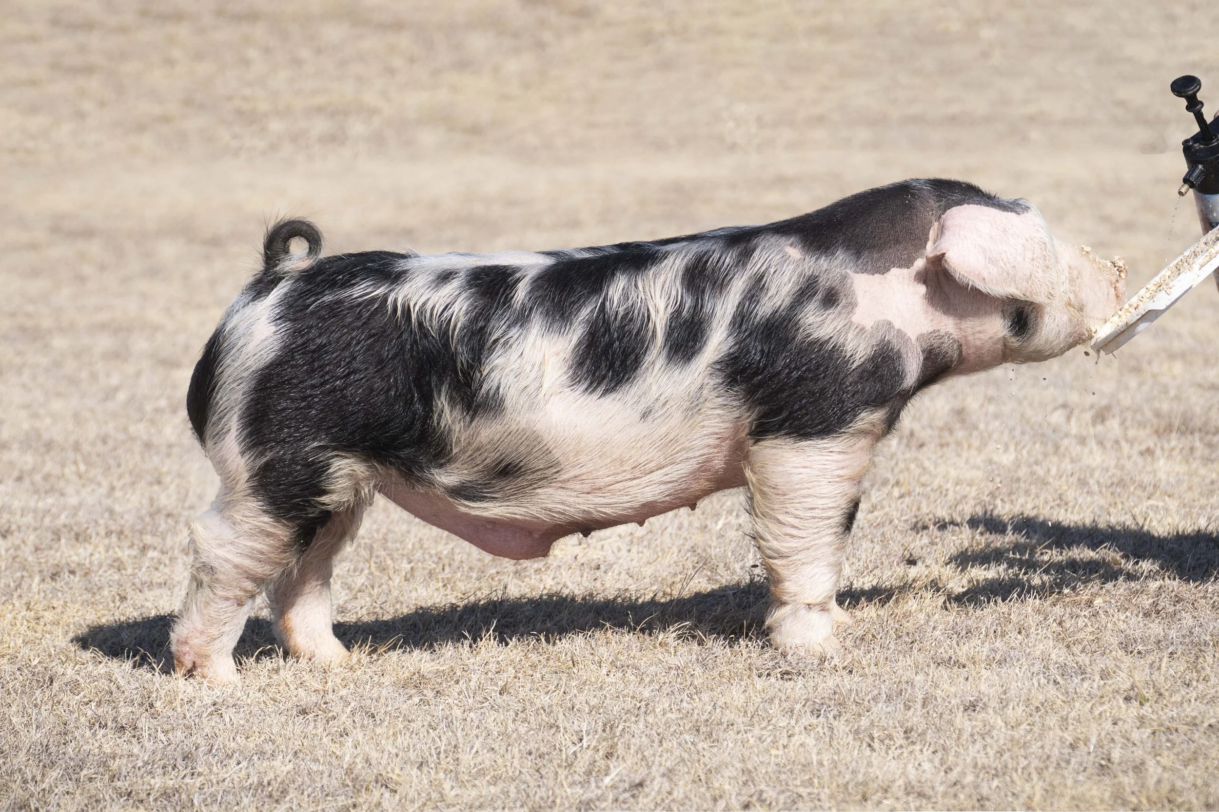 A pig with black and white patches standing on dry grass, being injected with a substance in its side.