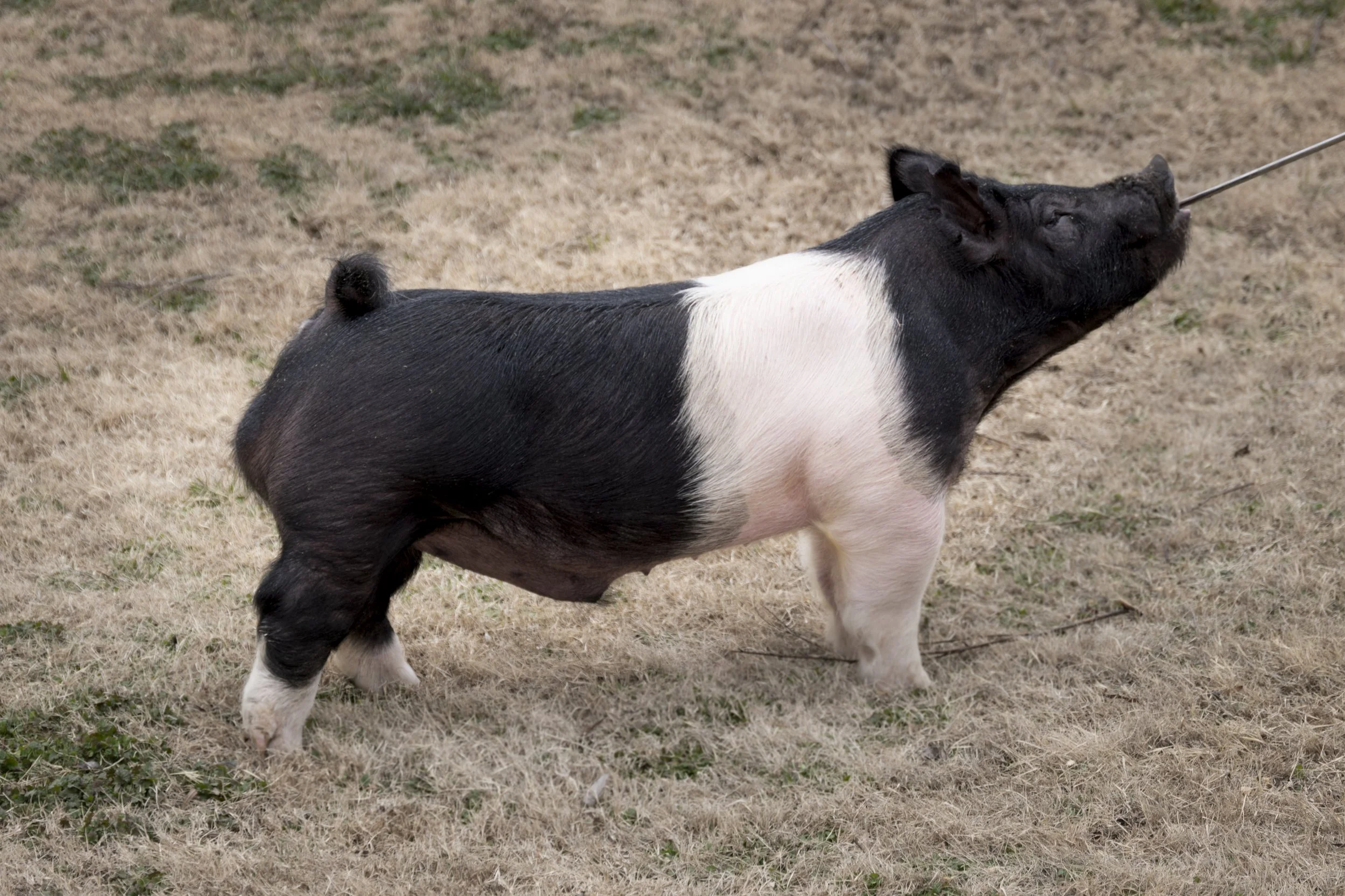 A pig with black and white fur standing on a patchy grassy area, being led on a leash.