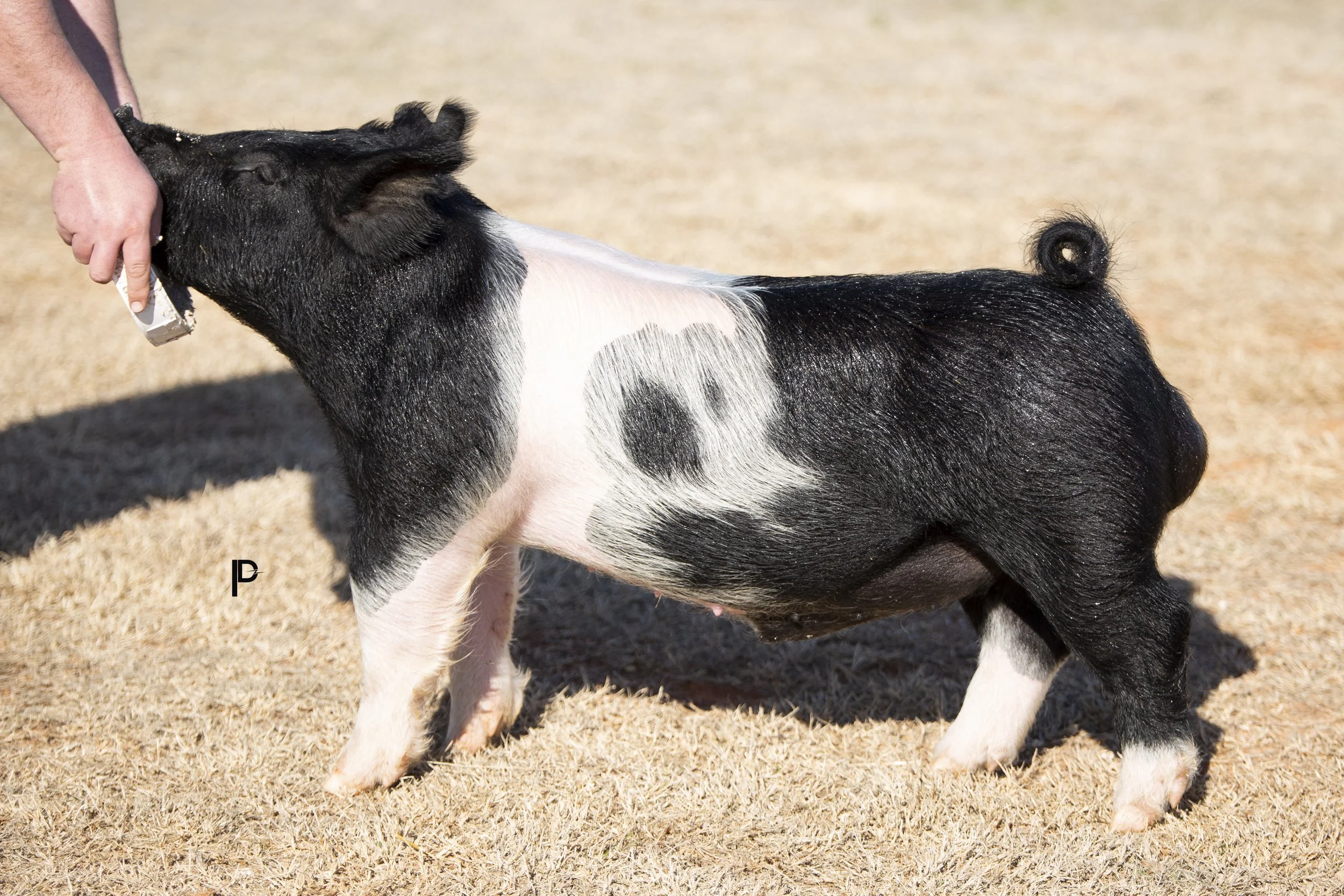 A pig with black and white patches standing on dry grass, being held by a person.