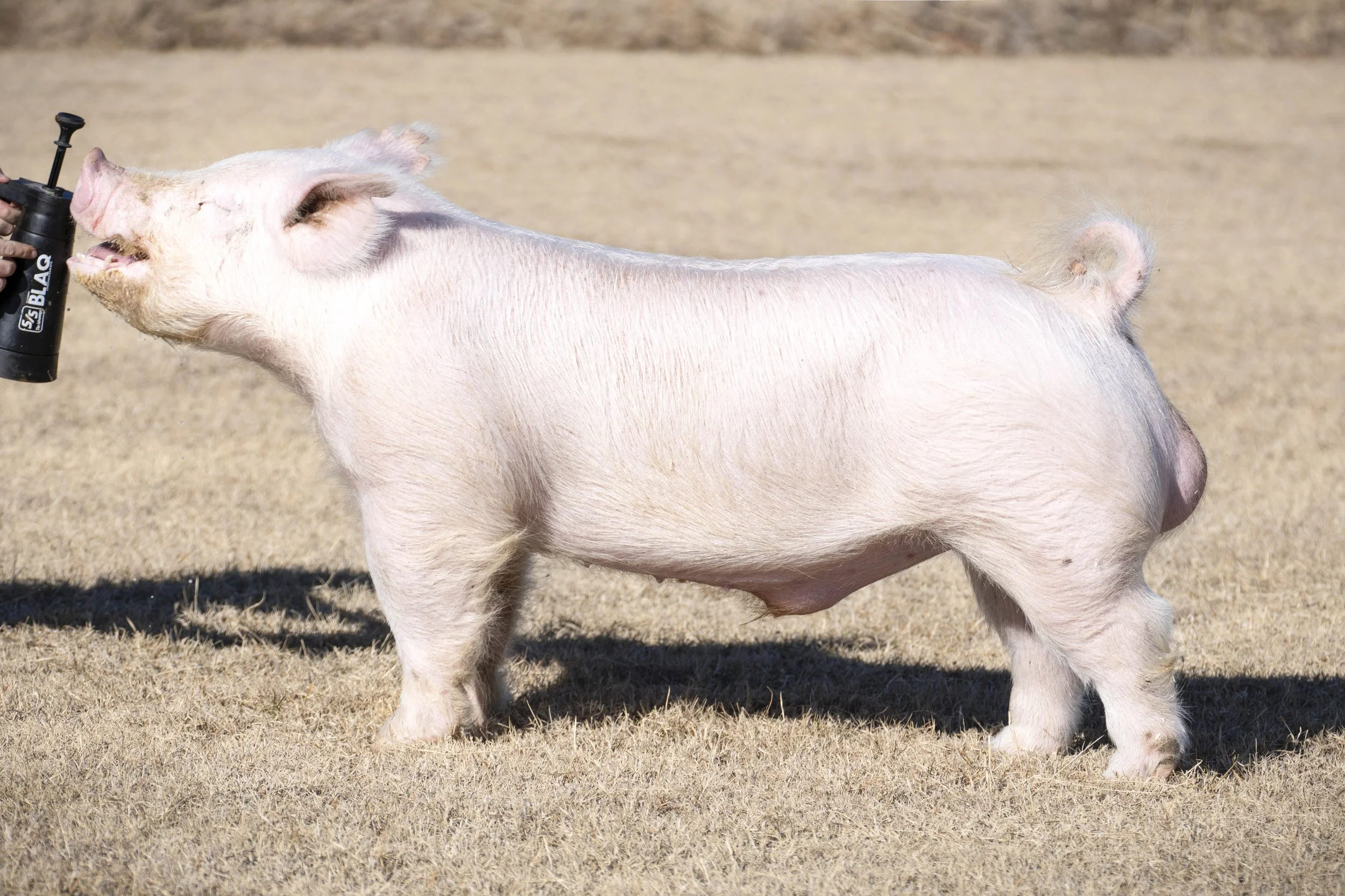 A pig standing on dry grass, being sprayed with a hose.