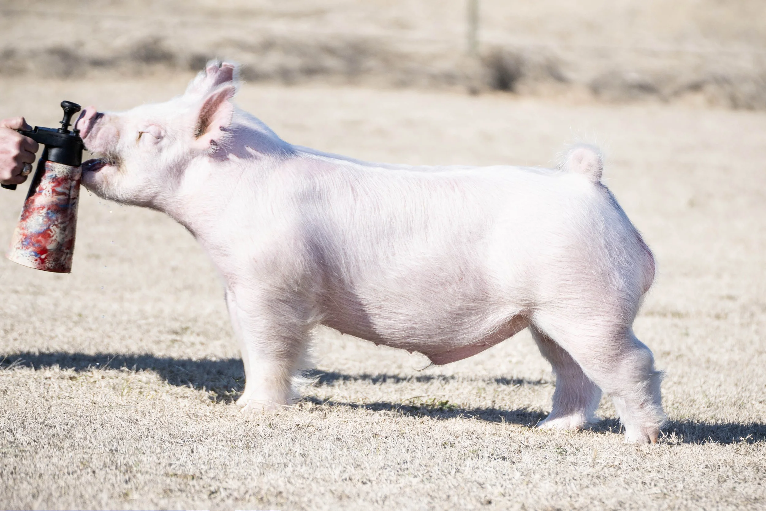 A pig standing on a dirt field while a person sprays it with a hose.