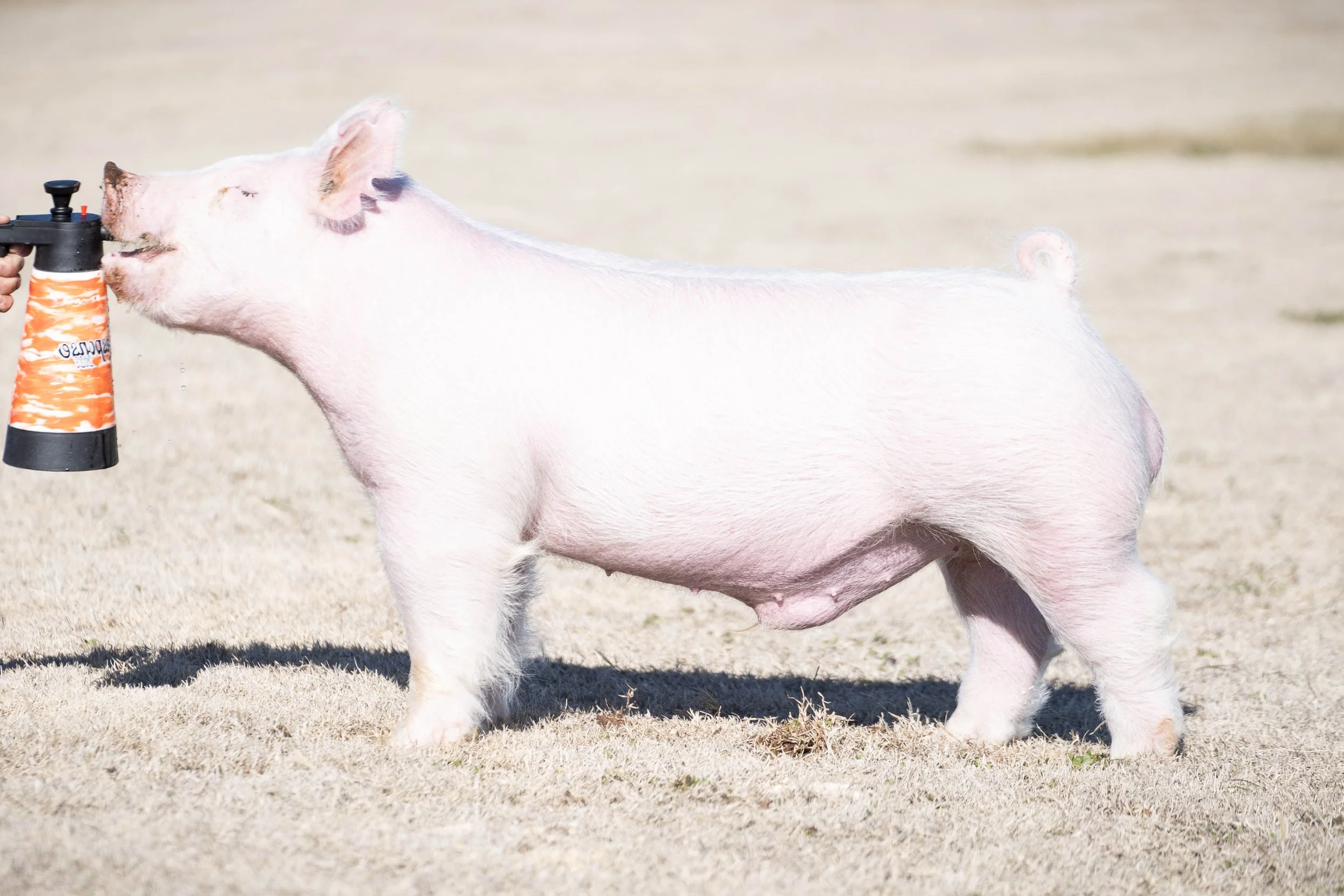 Pink pig standing on dry grass, being sprayed with water from a bottle held by a person.