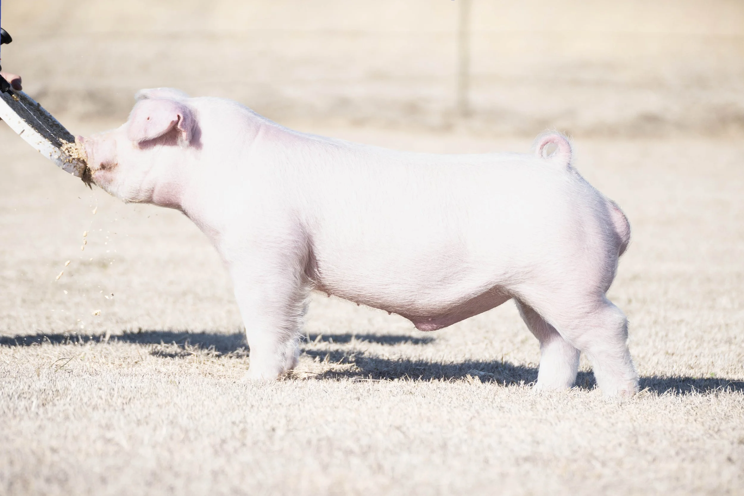 A piglet feeding from a bottle in a sandy outdoor area.