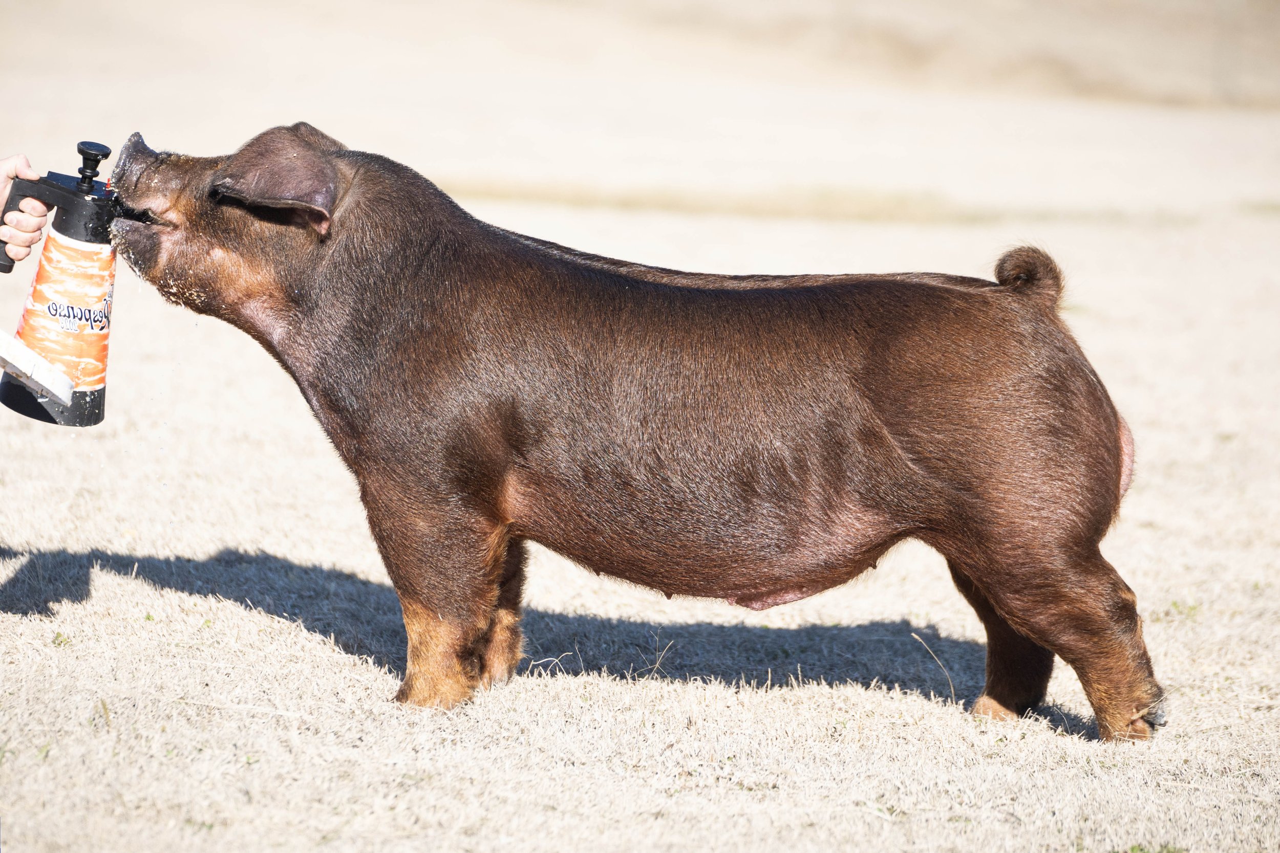Miniature pig with brown fur being sprayed with water from a spray bottle in an outdoor setting.