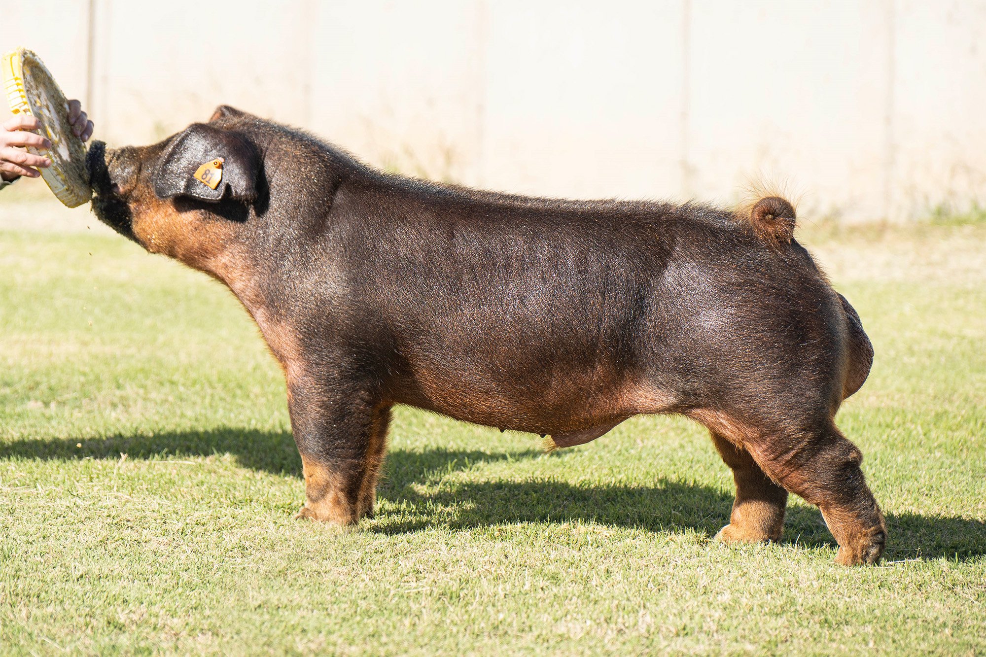 A pig on a grassy field being shown at a competition, with a person holding a yellow grooming tool in front of its face.