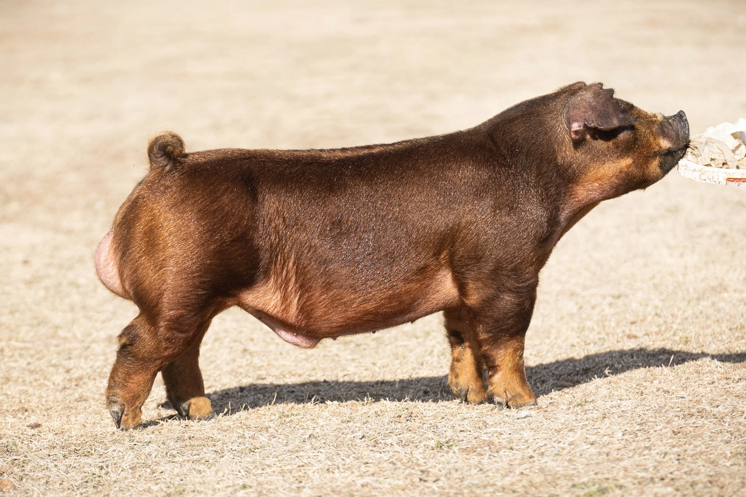 A pig with a brown coat eating from a paper plate outdoors on a dry grassy surface