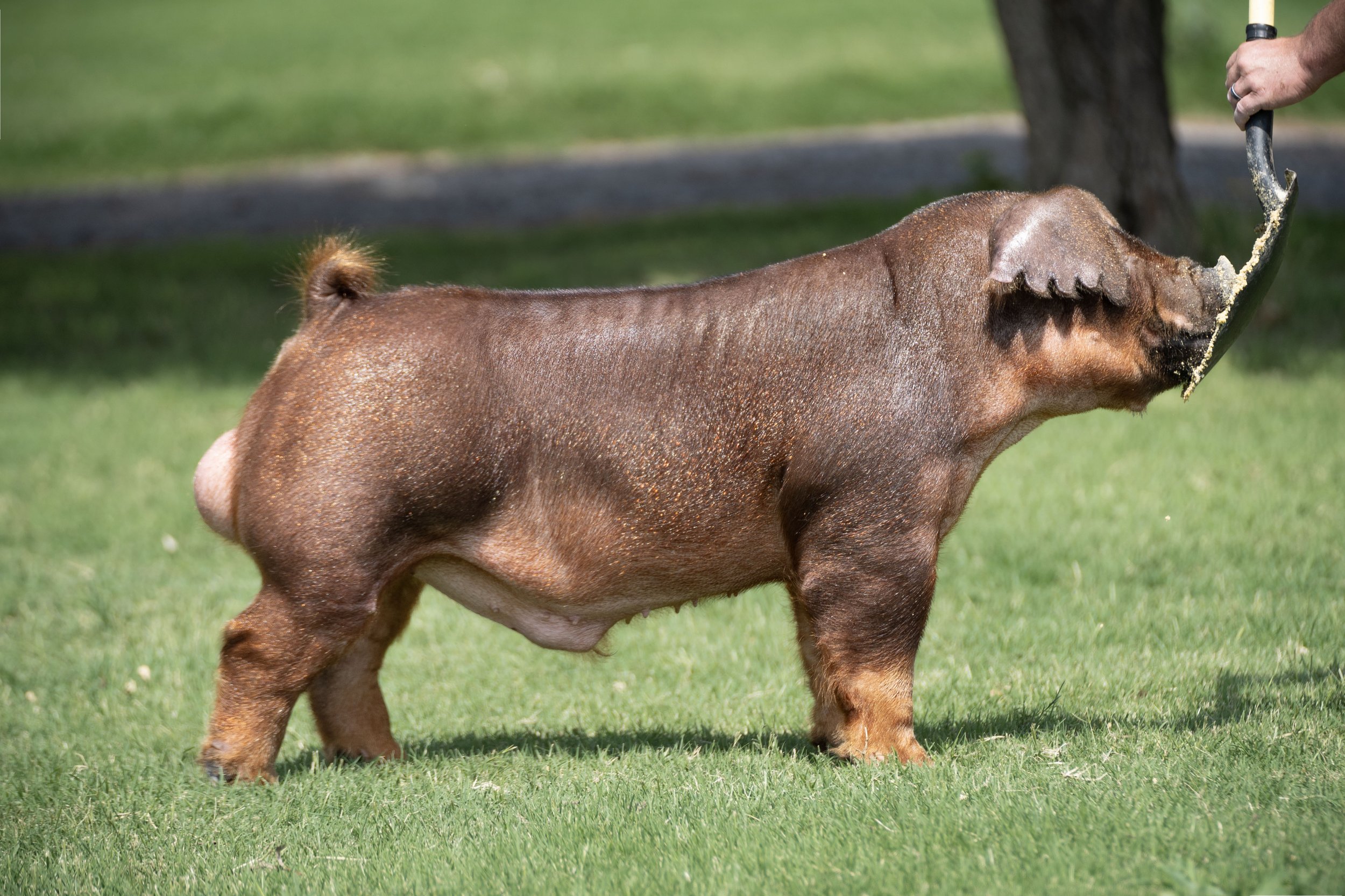 A capybara standing on green grass being fed by a person holding a spoon.