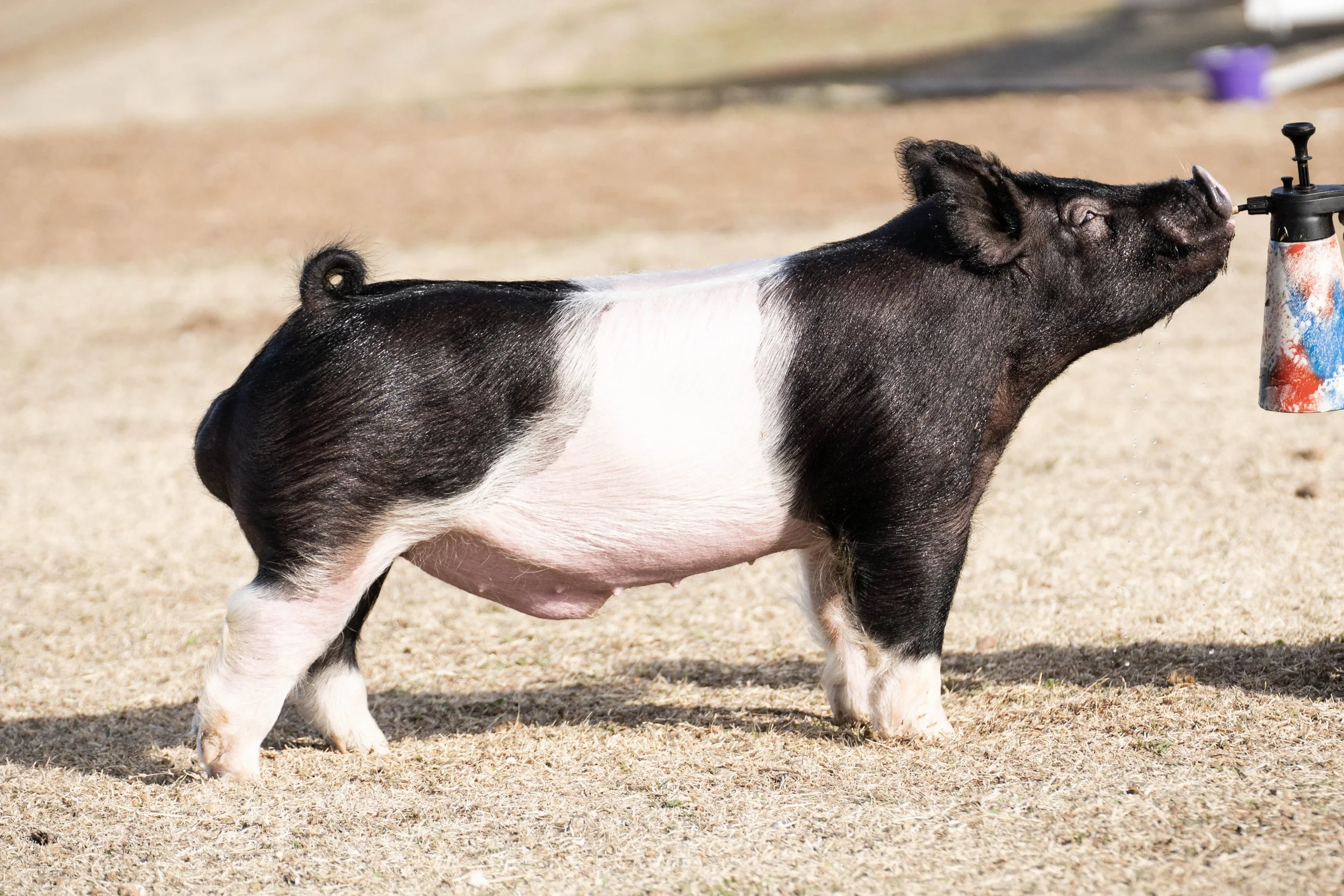 A pig with black and white patches drinking from a water dispenser outdoors.