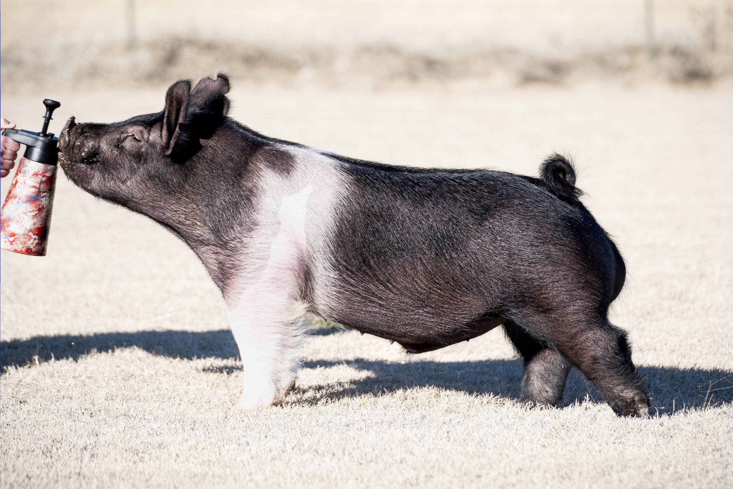 A pig standing on sandy ground being sniffed at by a person holding a red and white spray bottle.
