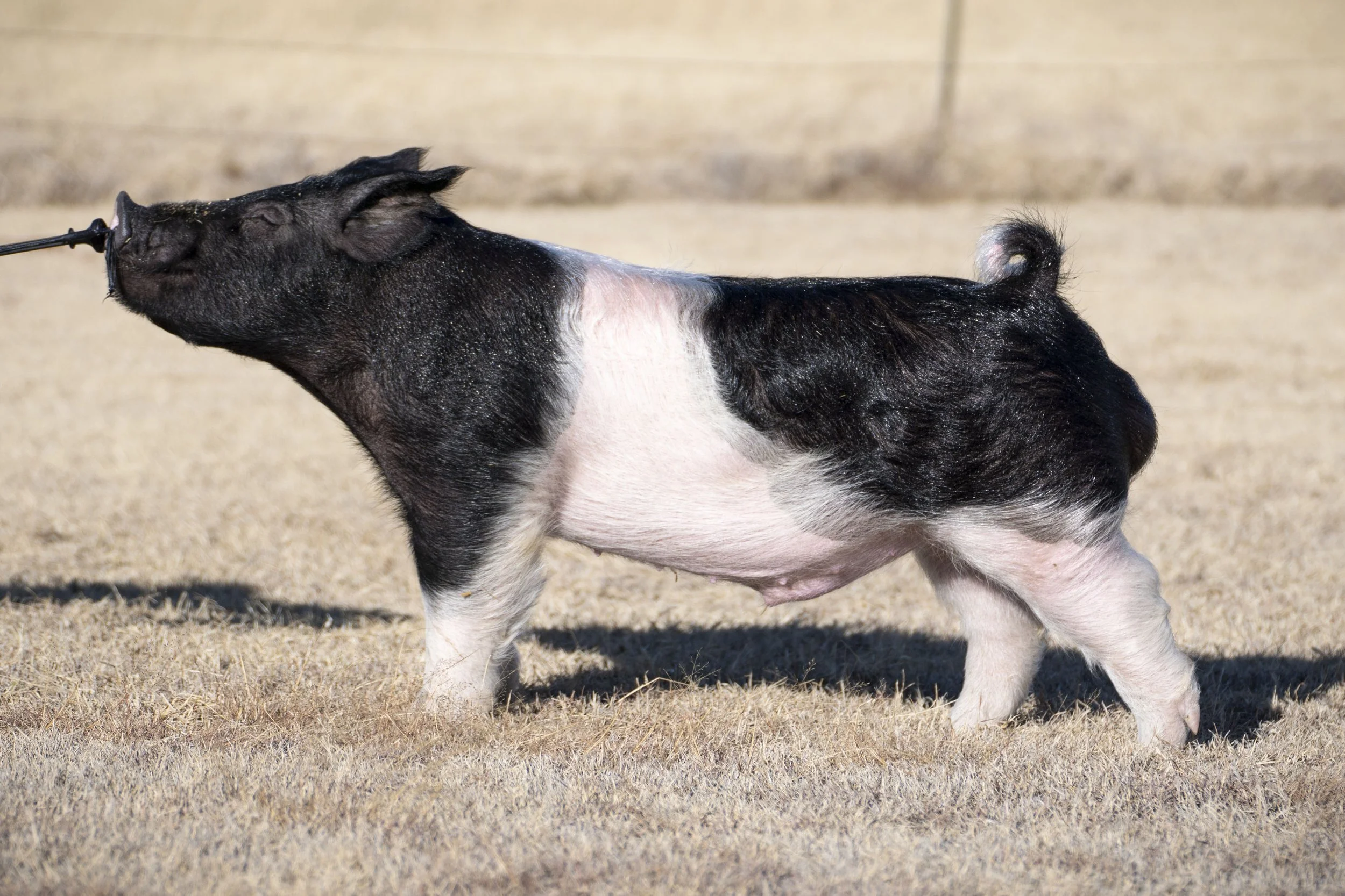A pig with black and white coloring standing on dry grass.