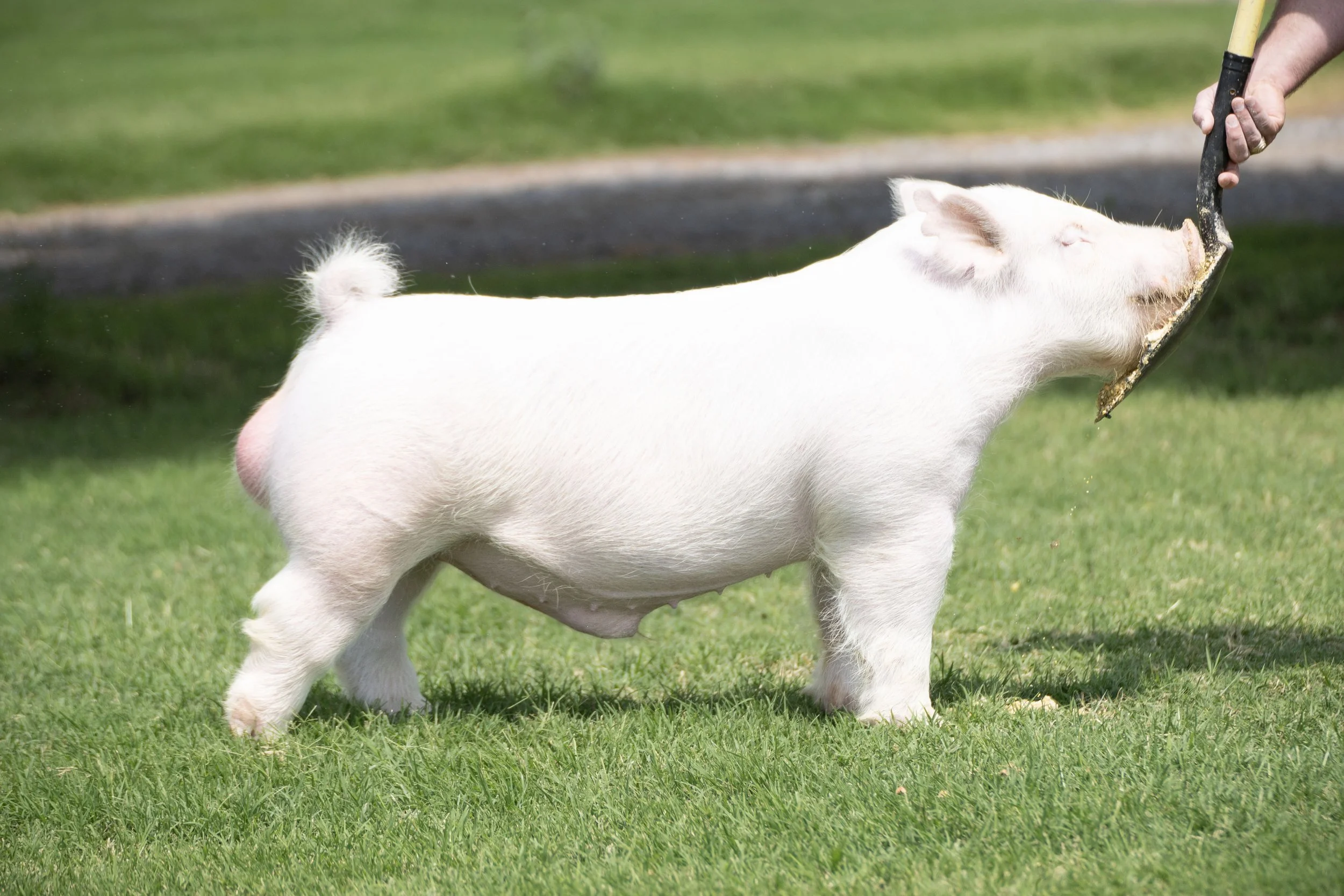 A small white pig standing on grass while being fed from a shovel by a person.