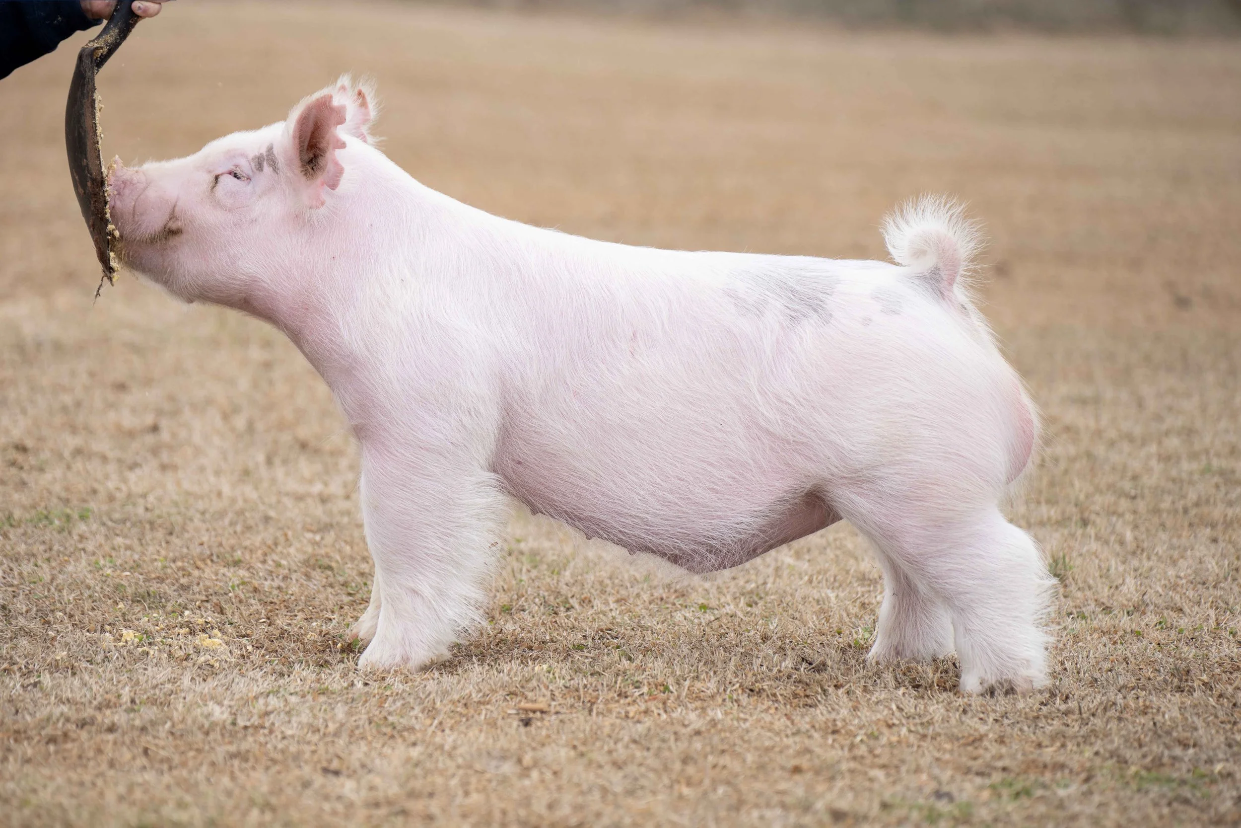 A small pig stands on a dry, brown grassy field, reaching up to eat a stick held above its head.
