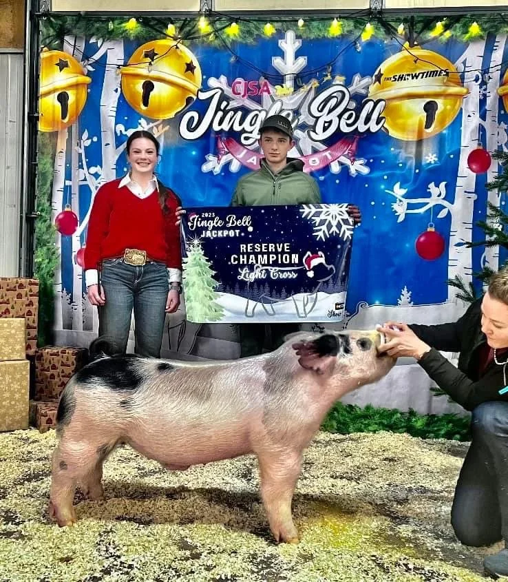 A young girl and a boy stand behind a large pig at a fair, with festive holiday decorations and a blue banner reading 'Jingle Bell'. The girl is smiling, wearing a red sweater and jeans, while the boy is holding a large sign that says 'Reserve Champion Light Cross'. The pig is being fed by a woman kneeling beside it.
