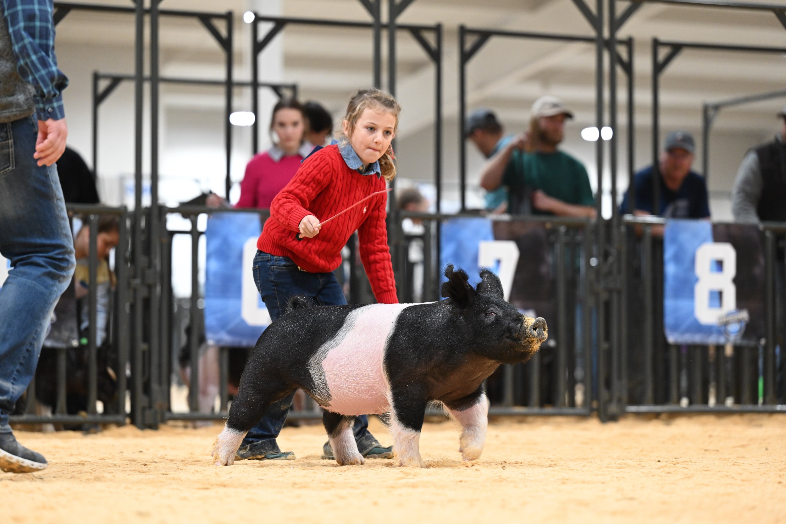 Young girl in a red sweater leading a pig in a livestock show, with onlookers behind a fence.