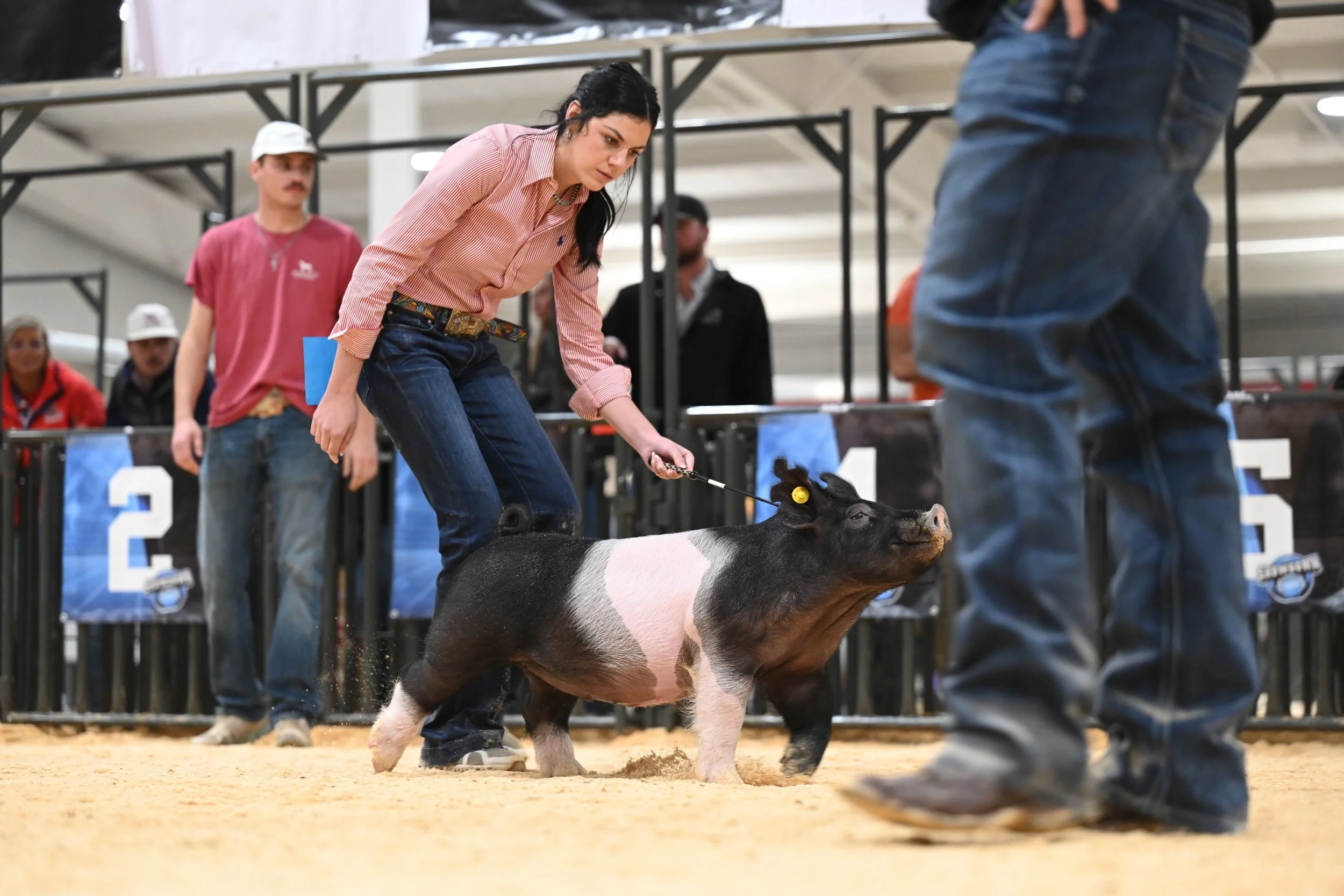A woman in a pink shirt showing a pig at a livestock competition.