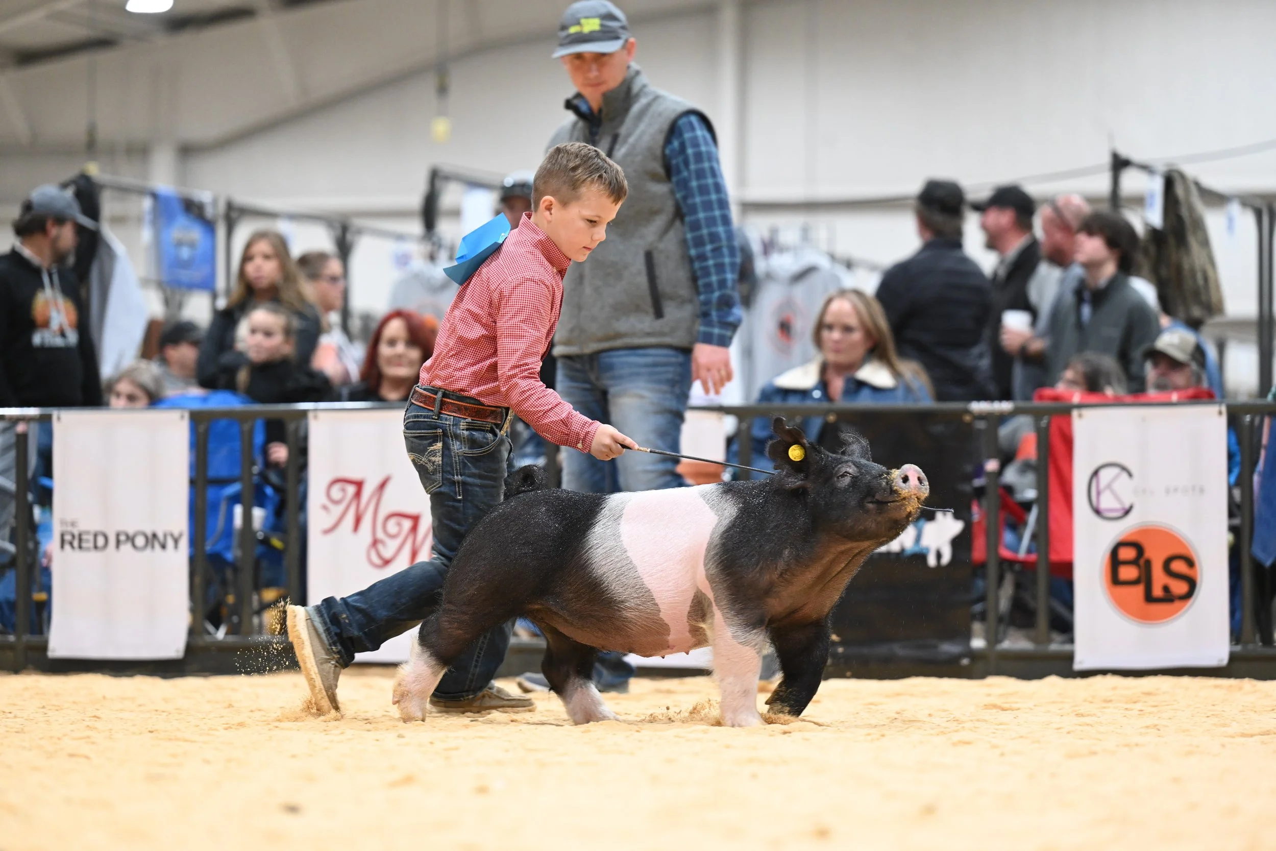 A young boy shows a pig at a livestock competition, with many spectators in the background.