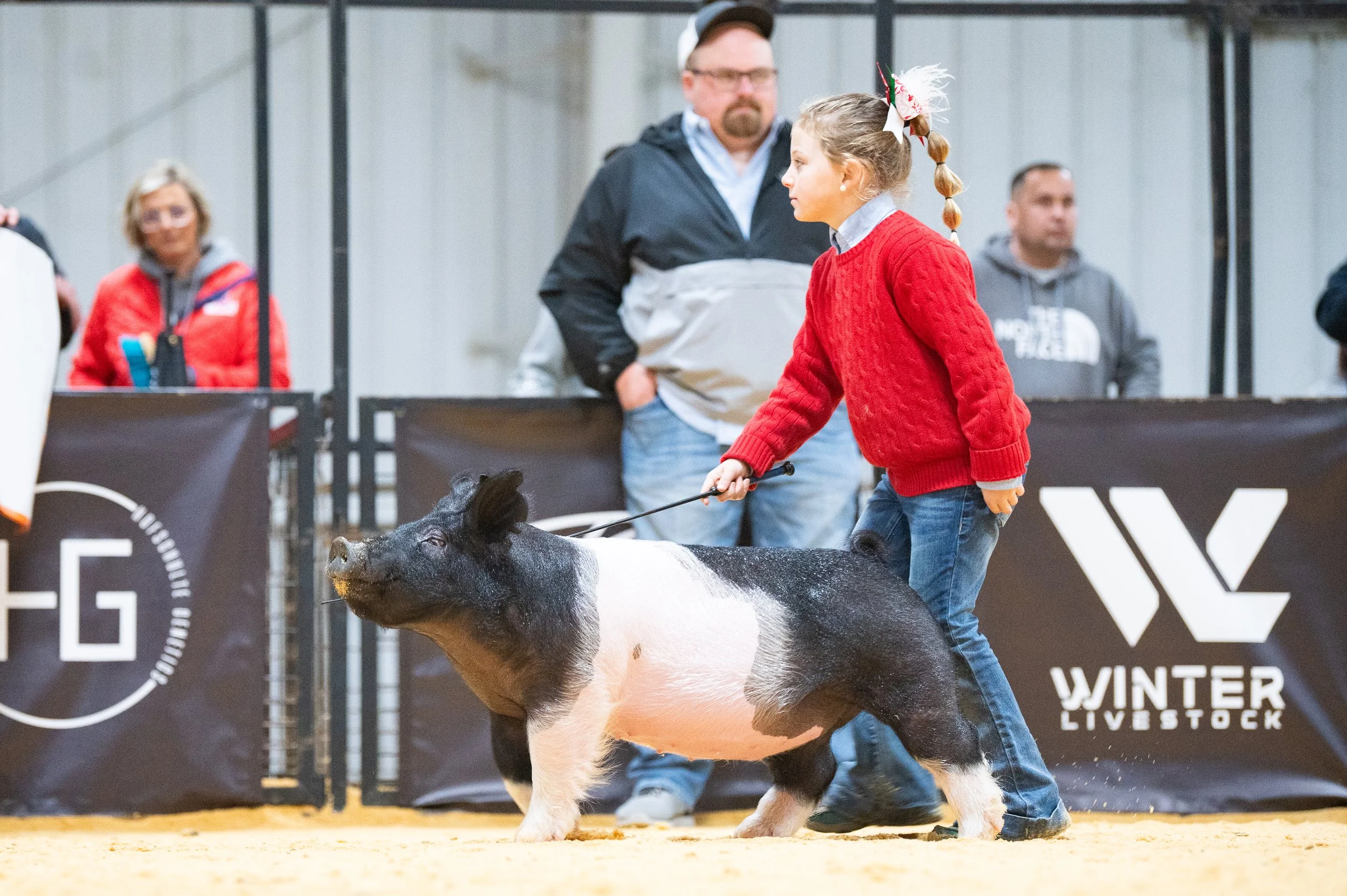 Young girl in red sweater showing a black and white pig at a livestock exhibition.