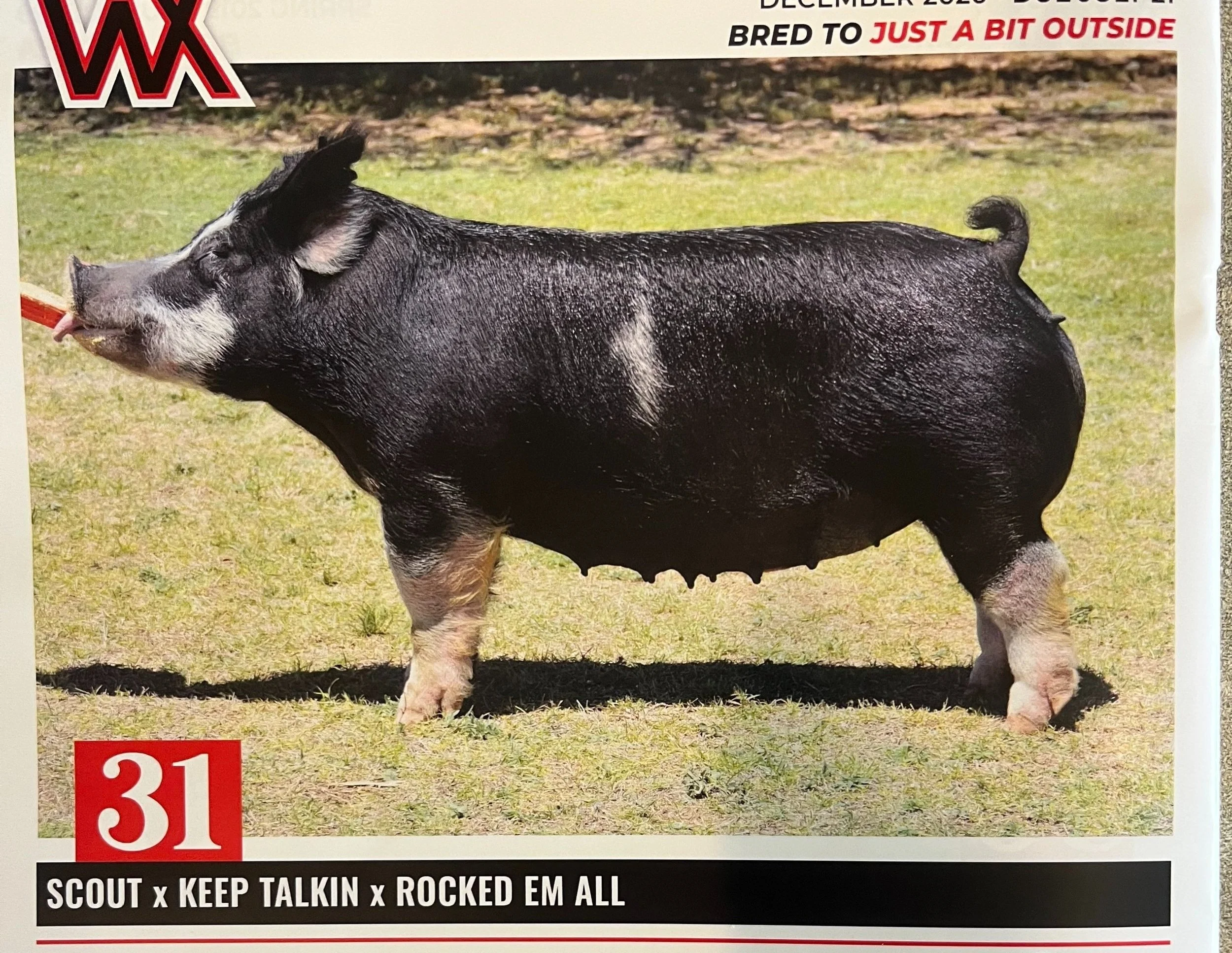 A pig with black skin and white markings on its face, front leg, and hind leg, standing on grass. It has a curly tail and is facing left, with its tongue slightly out.